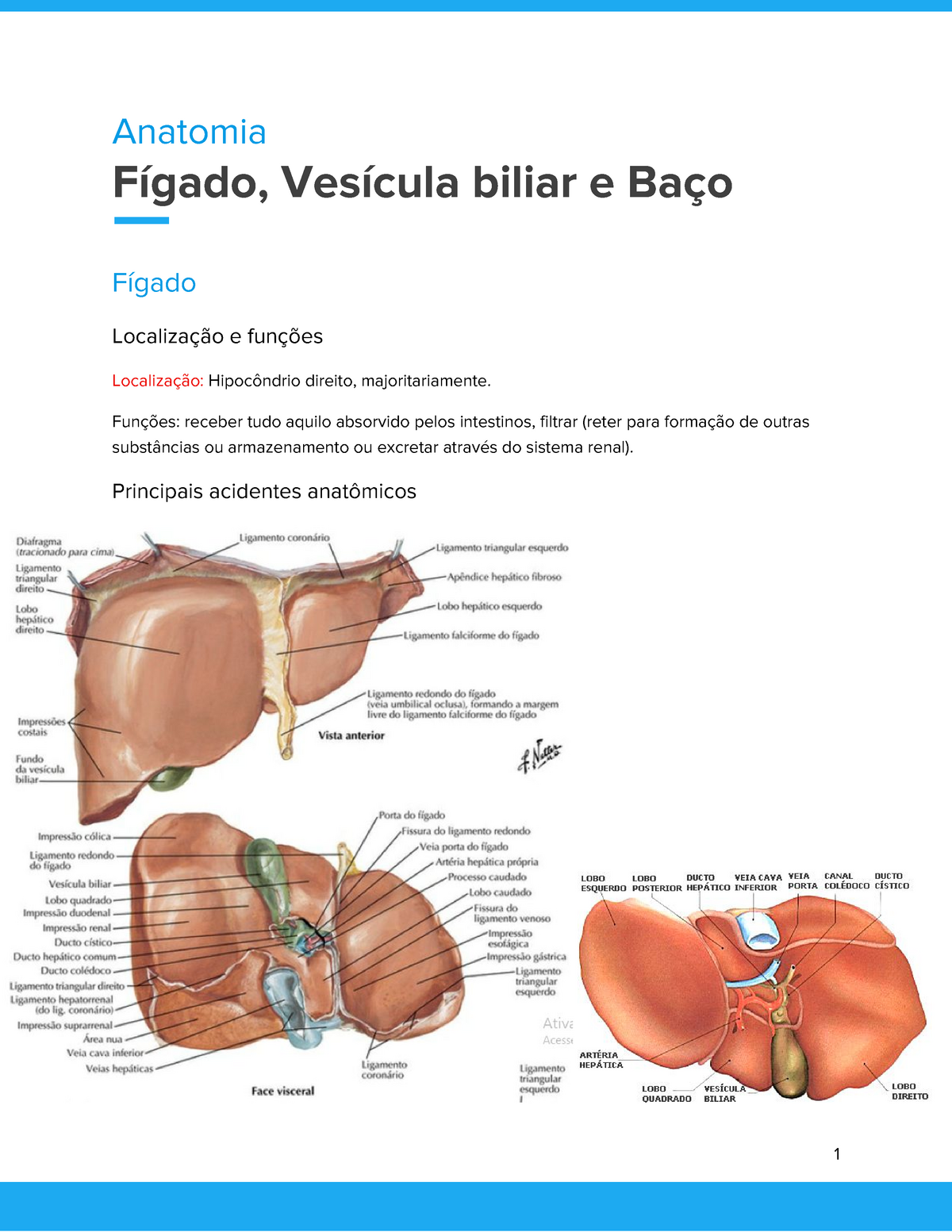 Anatomia F Gado Ves Cula Biliar Ba O P Ncreas Rins Ureteres E Gl Ndulas Suprarrenais