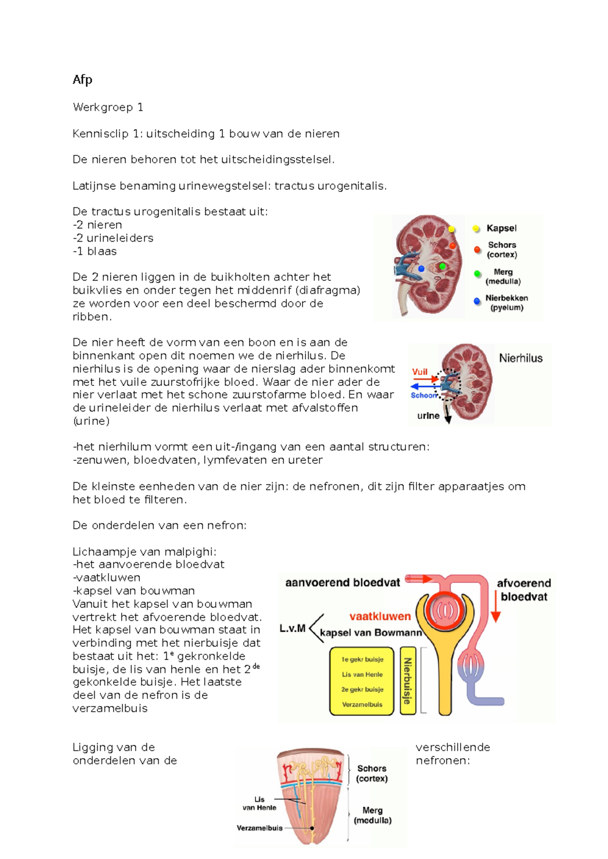 Afp - Afp Werkgroep 1 Kennisclip 1: uitscheiding 1 bouw van de nieren ...