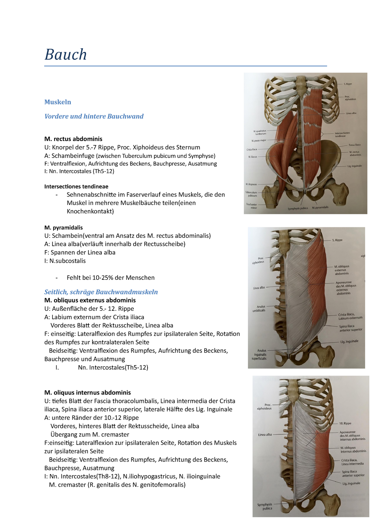 Bauch - Zusammenfassung Organmorphologie I - Bauch Muskeln Vordere