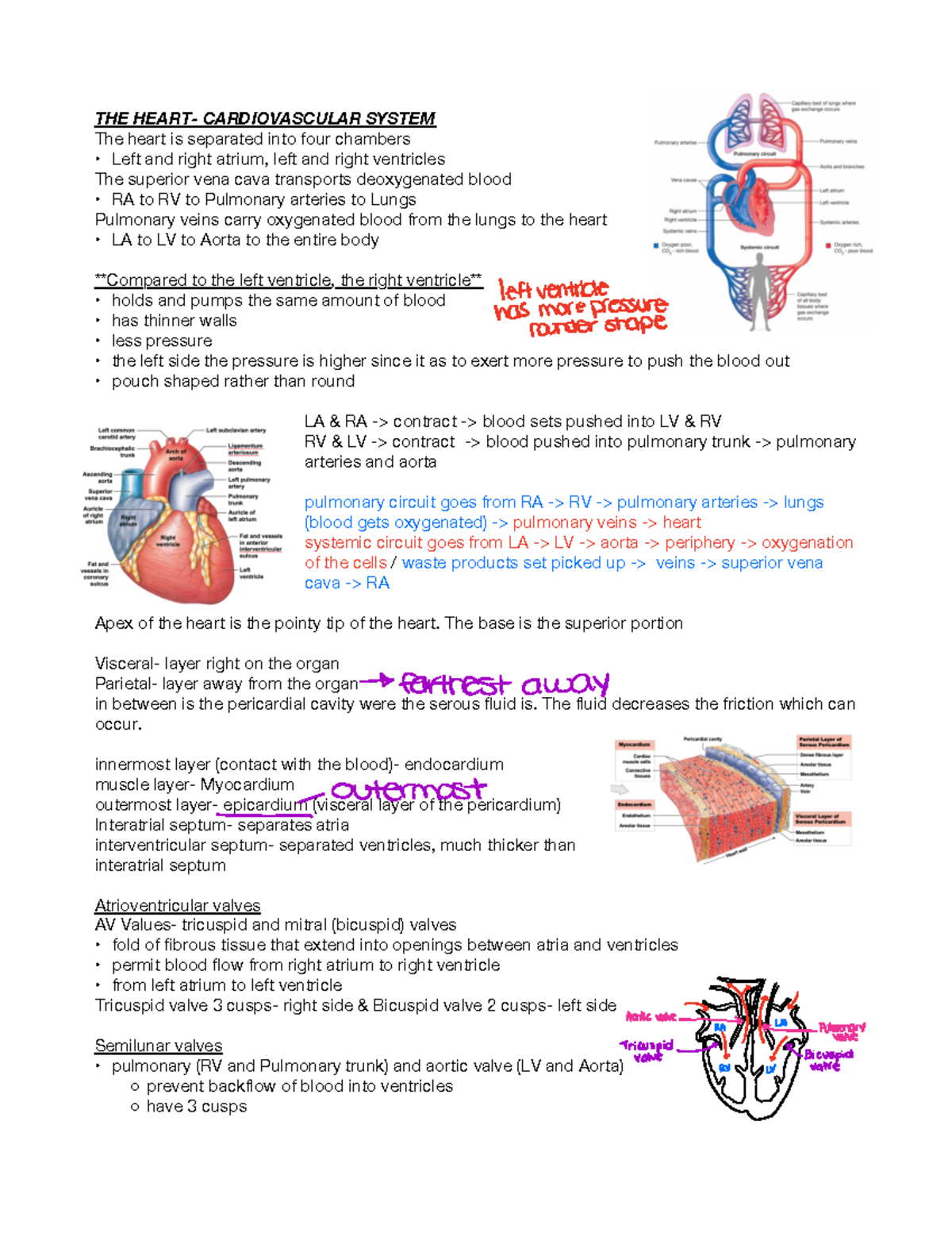 The Cardiovascular system- heart - THE HEART- CARDIOVASCULAR SYSTEM The ...