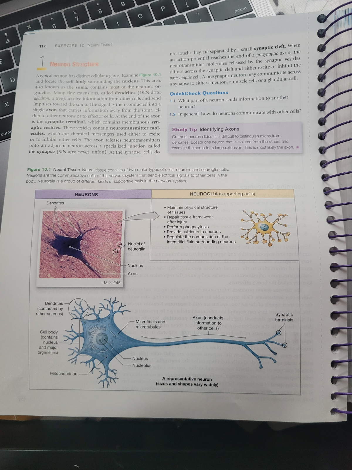 20230313 113014 - this talks about the neuron structure and where each ...