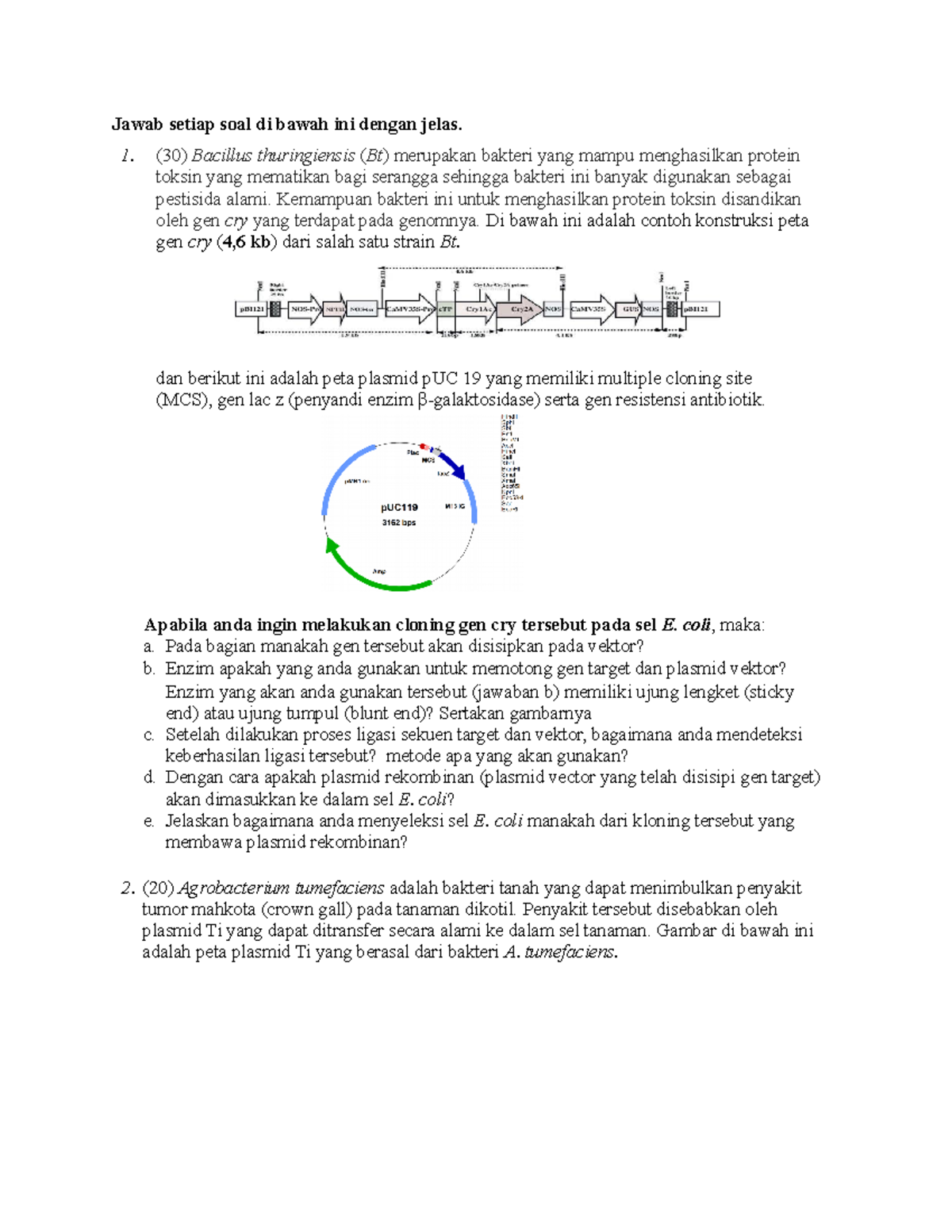 Peta plasmid p UC 19 yang memiliki multiple cloning site (latihan soal ...