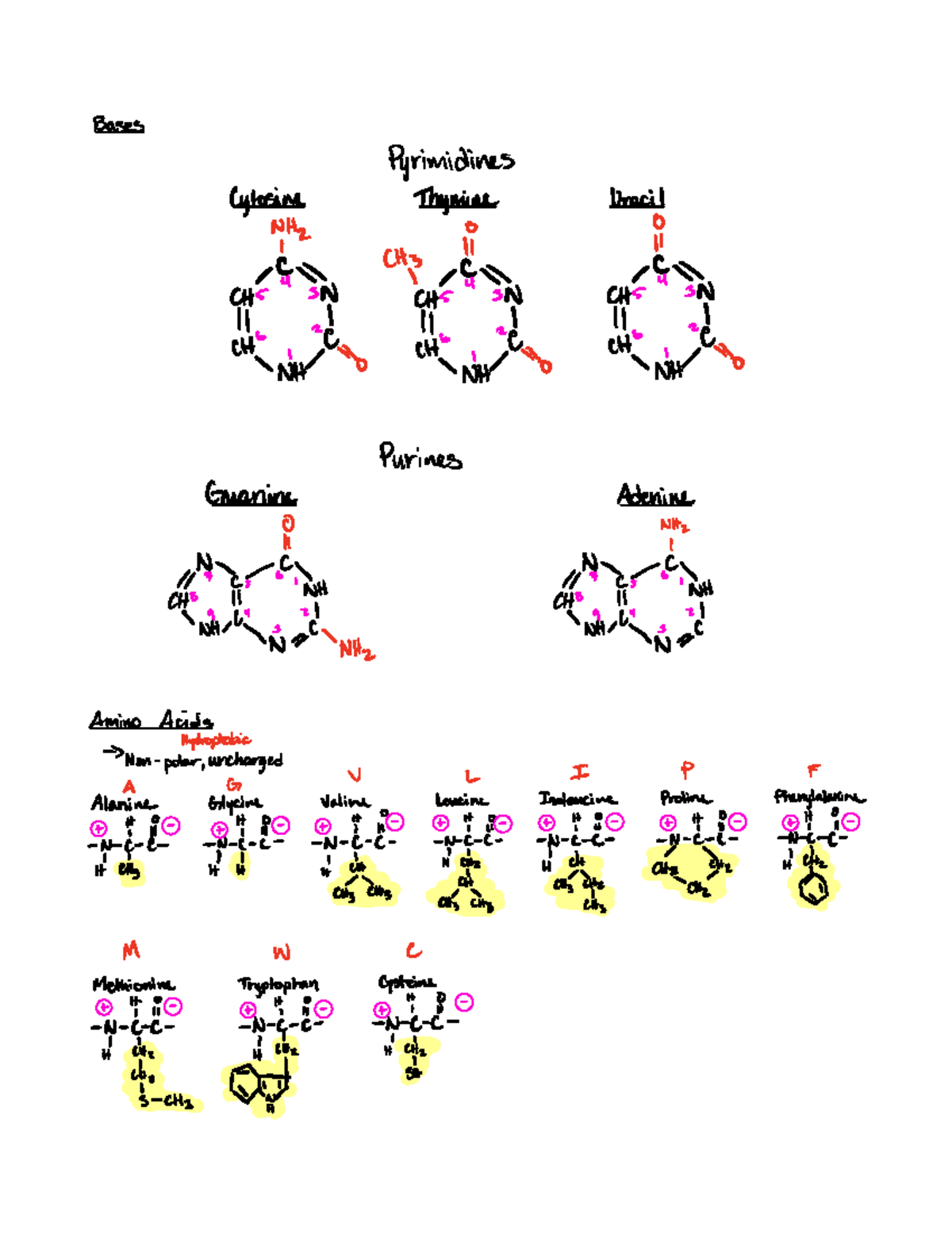 final-review-notes-bio206h5-studocu