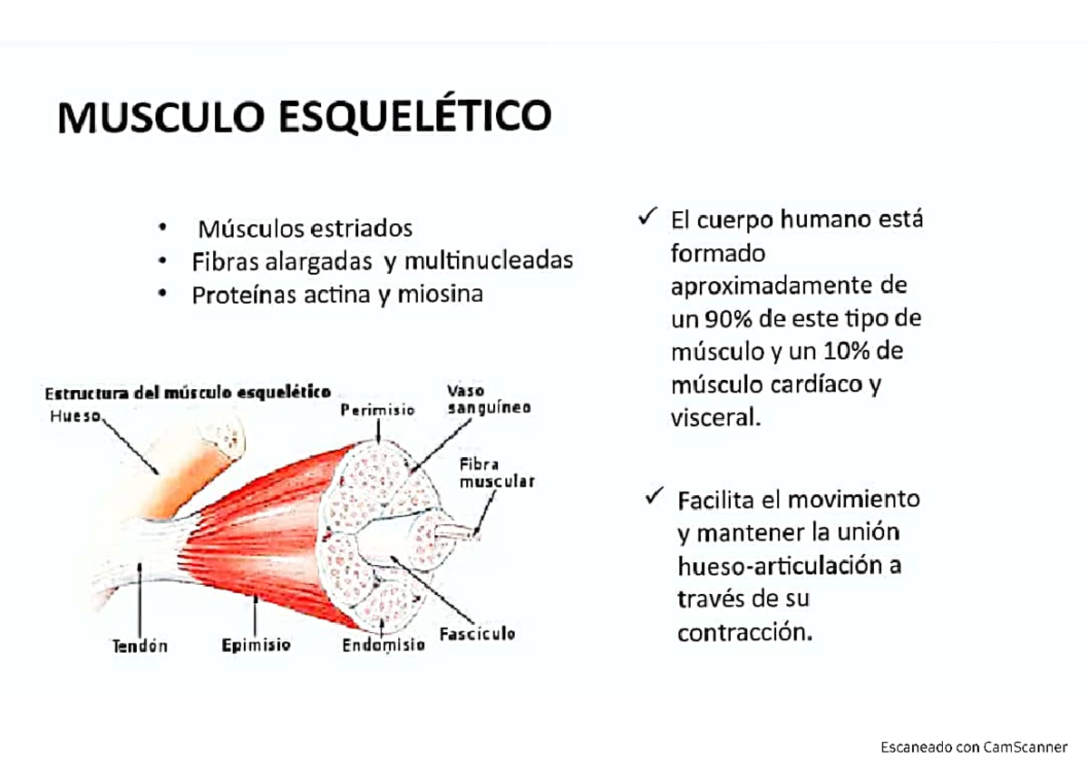 Músculo esqueletico - Histologia - Studocu