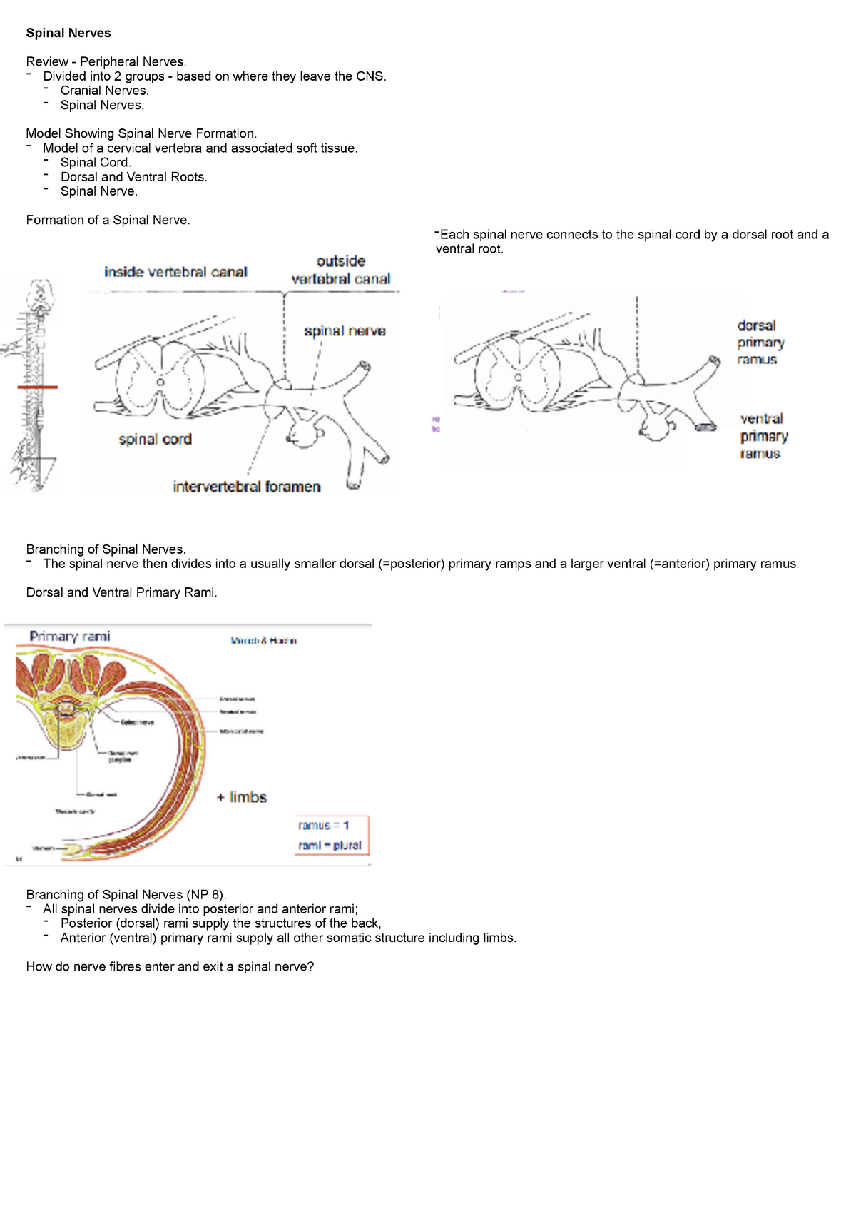 Week 6: Human Biosciences B - Spinal Nerves - Spinal Nerves Review ...