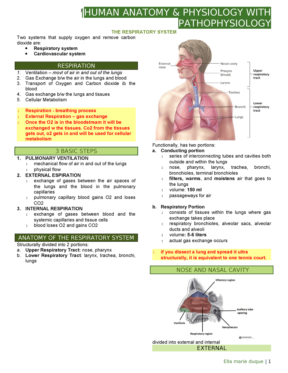 Anaphy Respiratory System - FINAL SZN |HUMAN ANATOMY & PHYSIOLOGY WITH ...