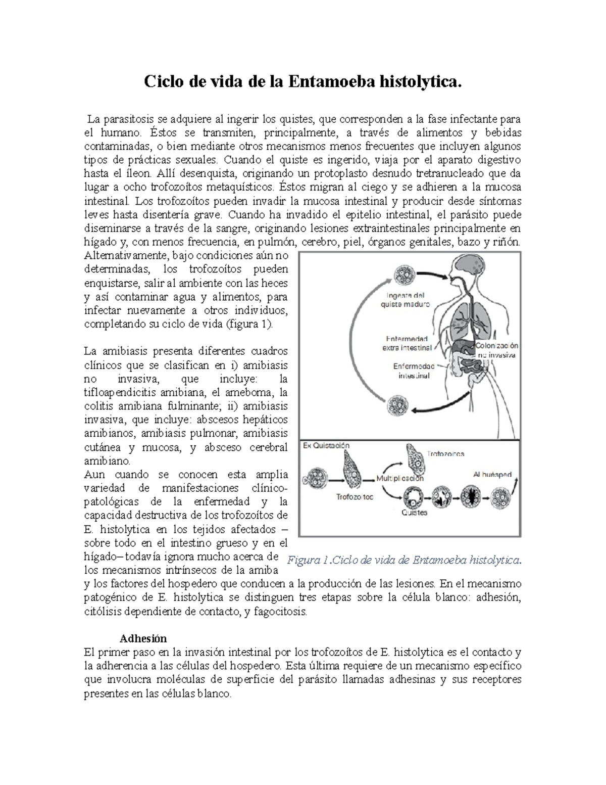 Ciclo De Vida De La Entamoeba Histolytica De La Materia De Parasitologia Ciclo De Vida De La 7008