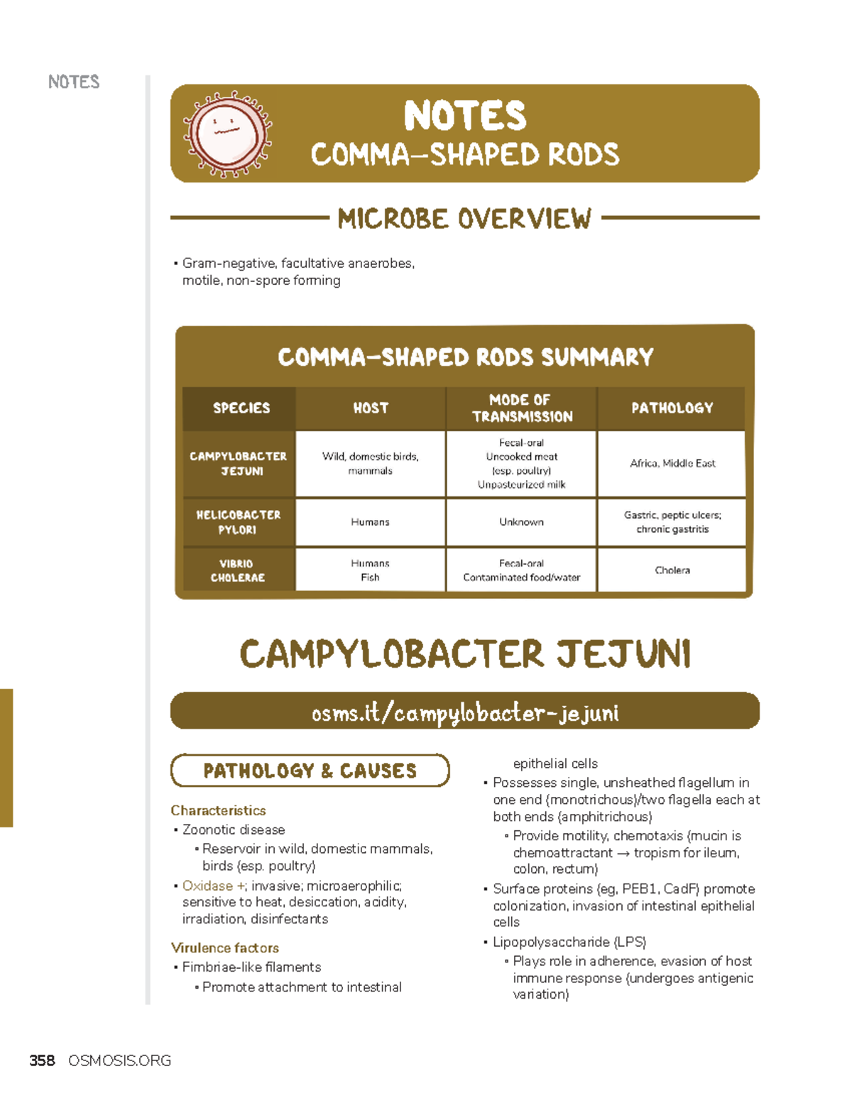 Comma-shaped rods - microbiology - NOTES Gram-negative, facultative ...