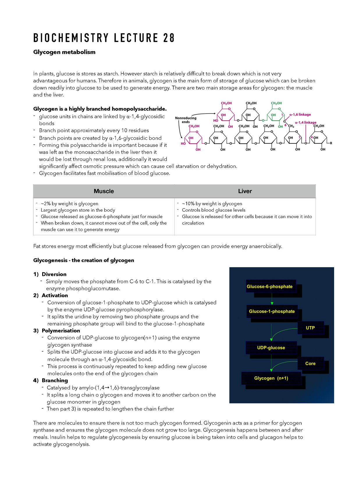 Biochemistry Year 1 Lecture 28 - Glycogen Metabolism And Glycogen ...