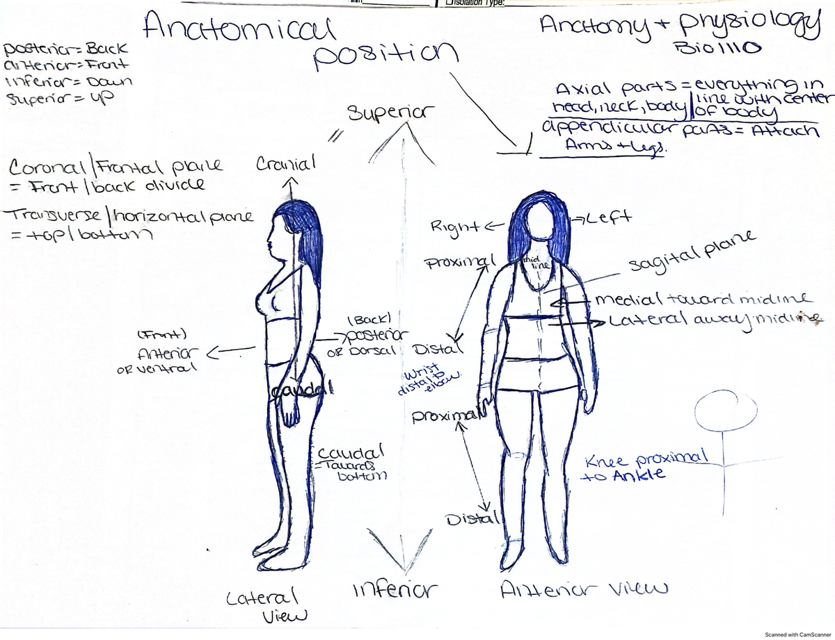 Anatomical Position - NSG 4513 - Studocu