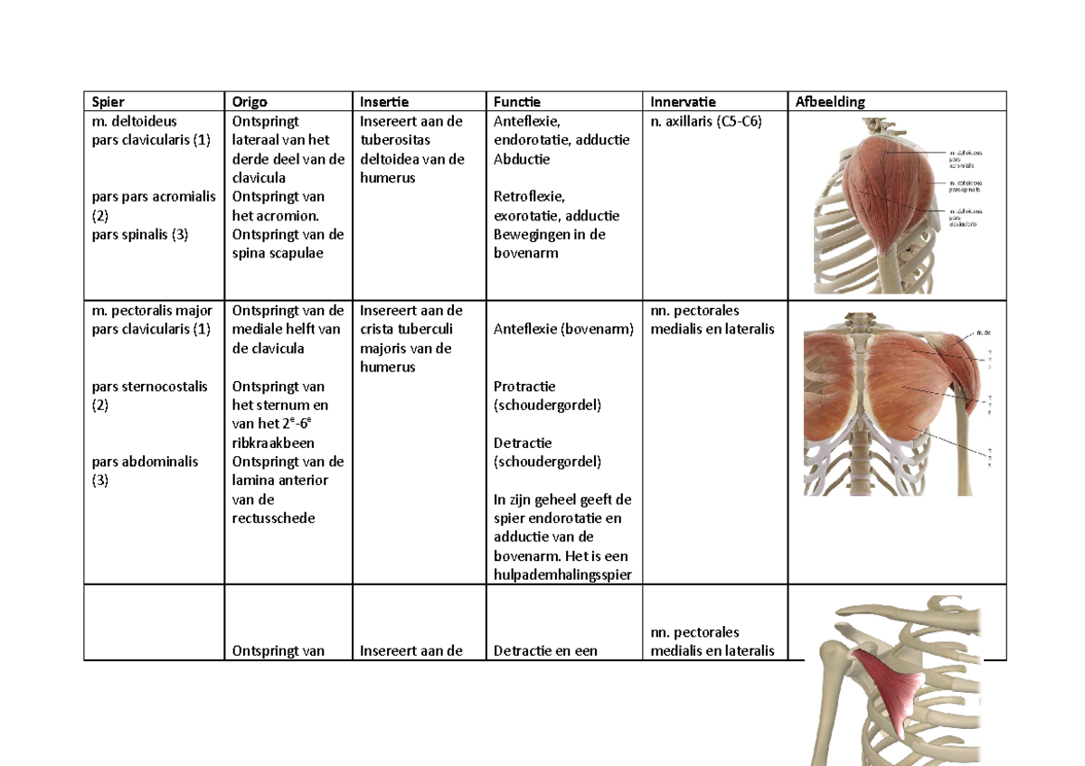AN Spiertabel Schoudergordel - Spier Origo Insertie Functie Innervatie ...
