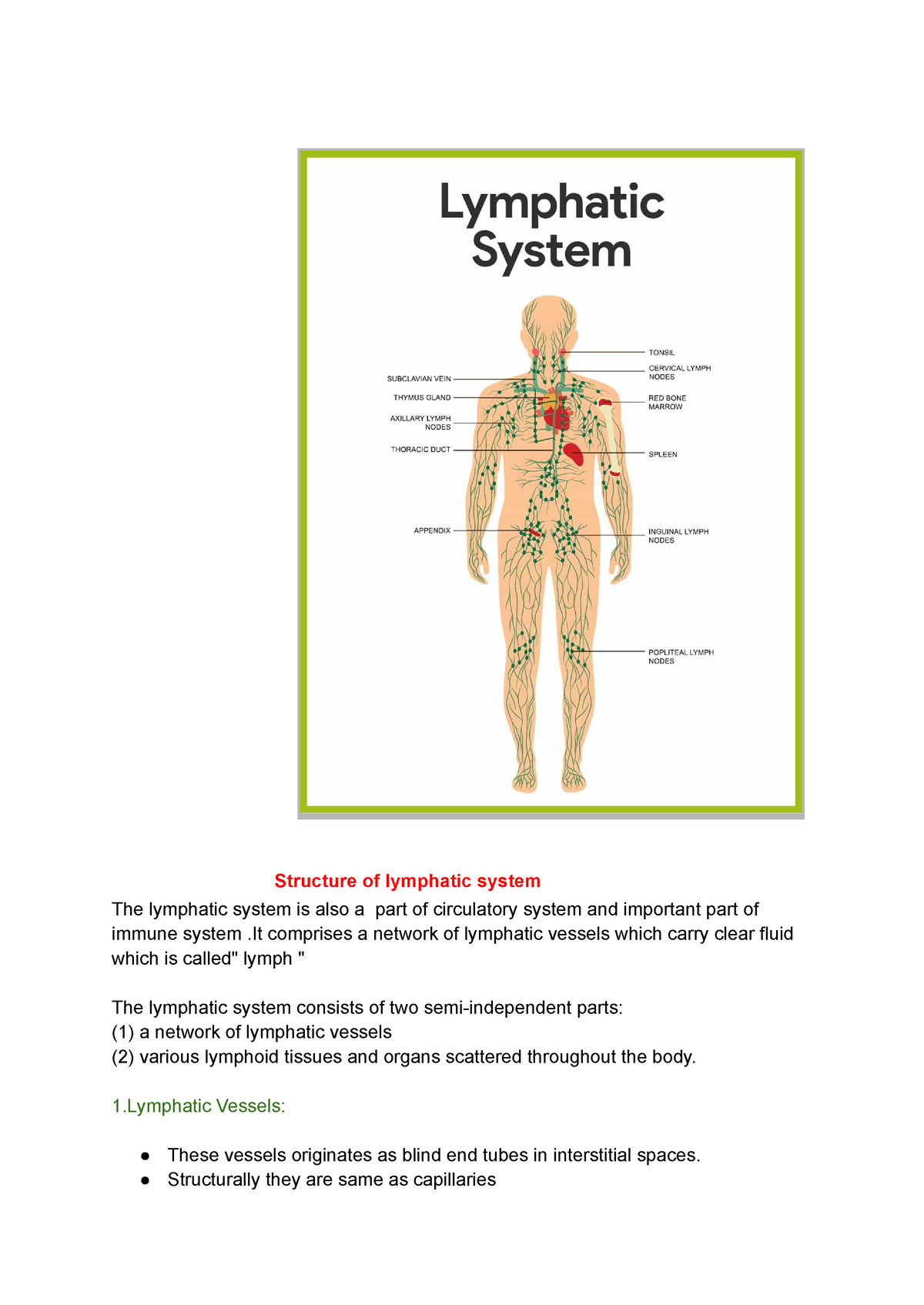 Lymphatic system - It comprises a network of lymphatic vessels which ...