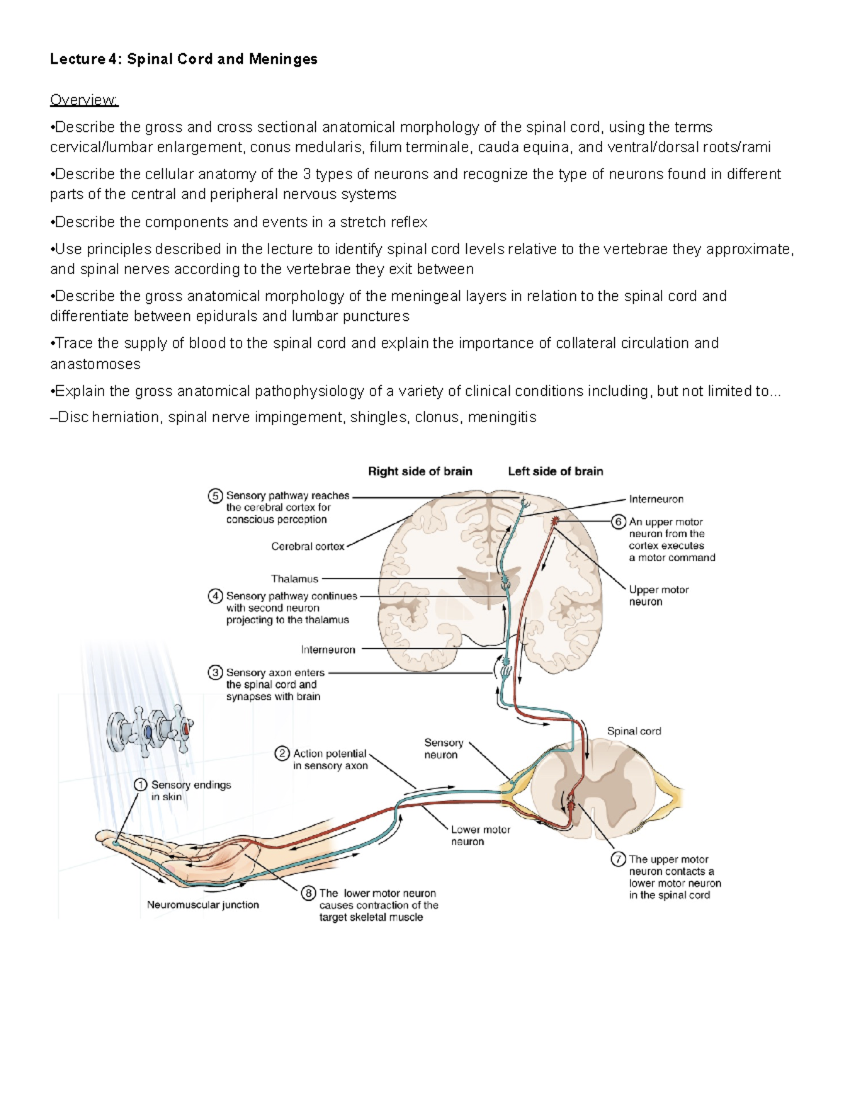 Lecture 4 Spinal Cord and Meninges - Lecture 4: Spinal Cord and ...