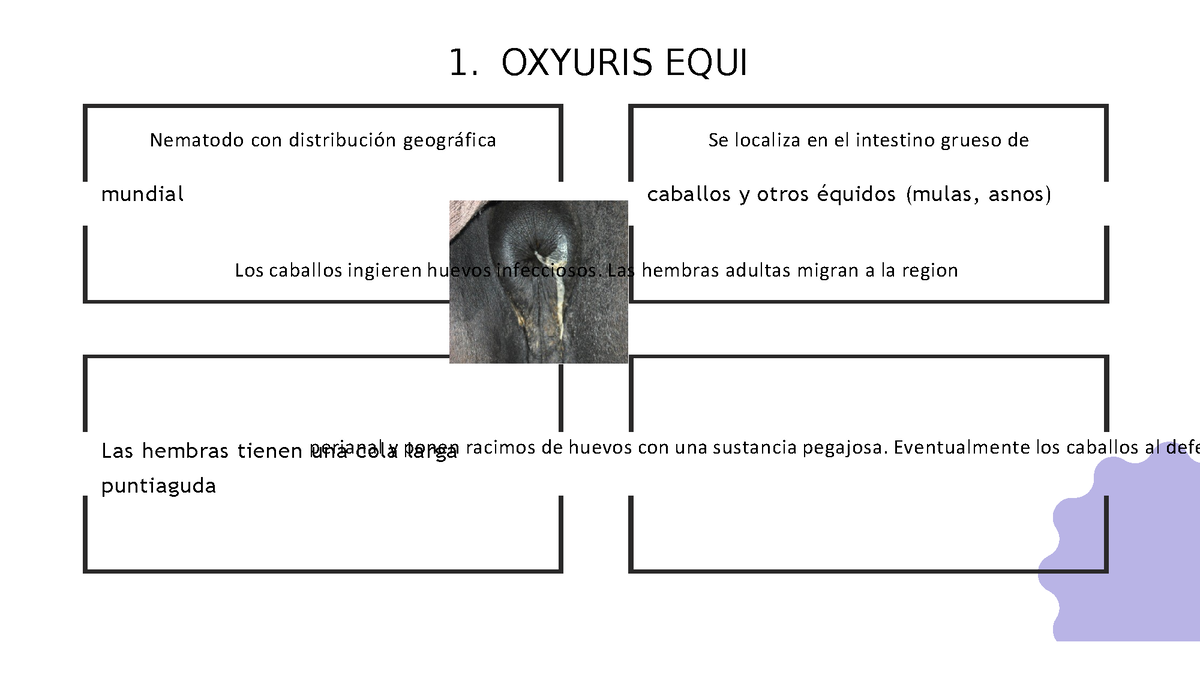 huevo oxyuris equi