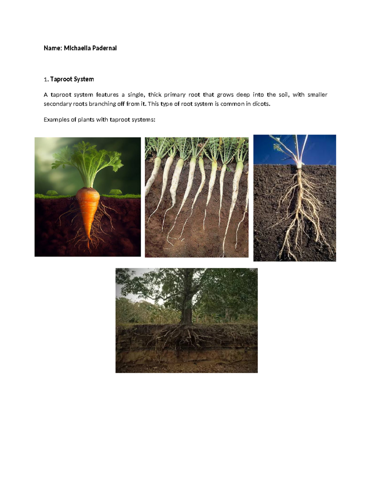 Rootsystem - none - Abnormal Psychology - Name: Michaella Padernal ...