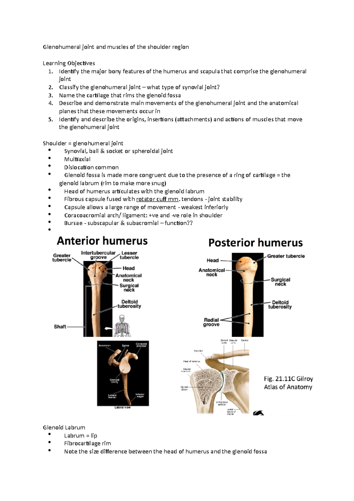 Glenohumeral Joint and Muscles of the Shoulder Region - Glenohumeral ...