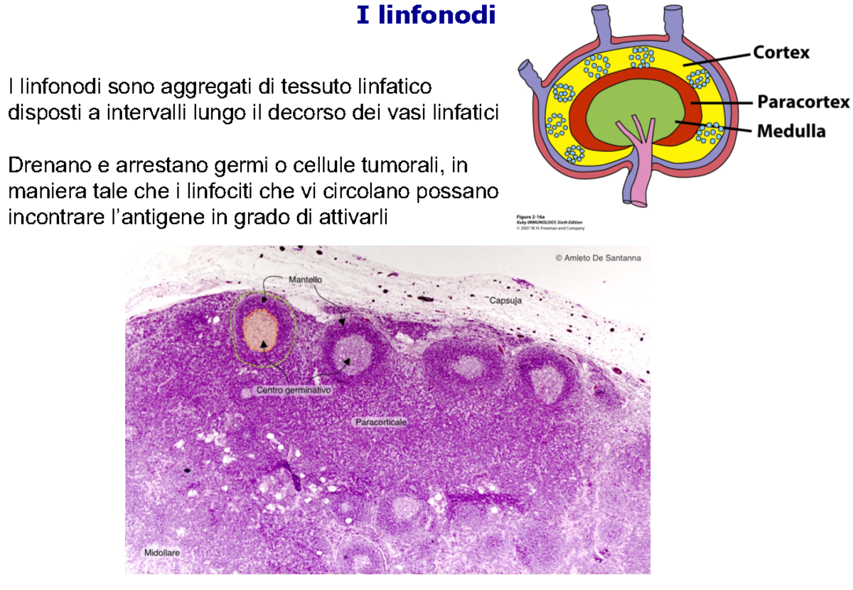 Istologia 8. Organi linfoidi Linfonodi e MALT - I linfonodi I linfonodi