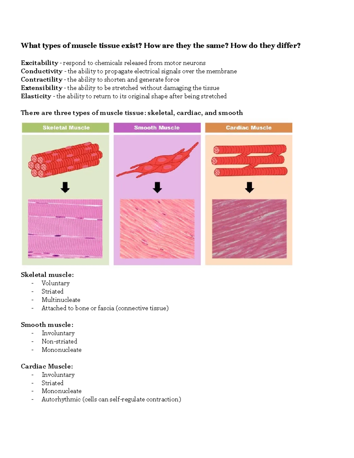 Types Of Muscle Tissue Worksheet