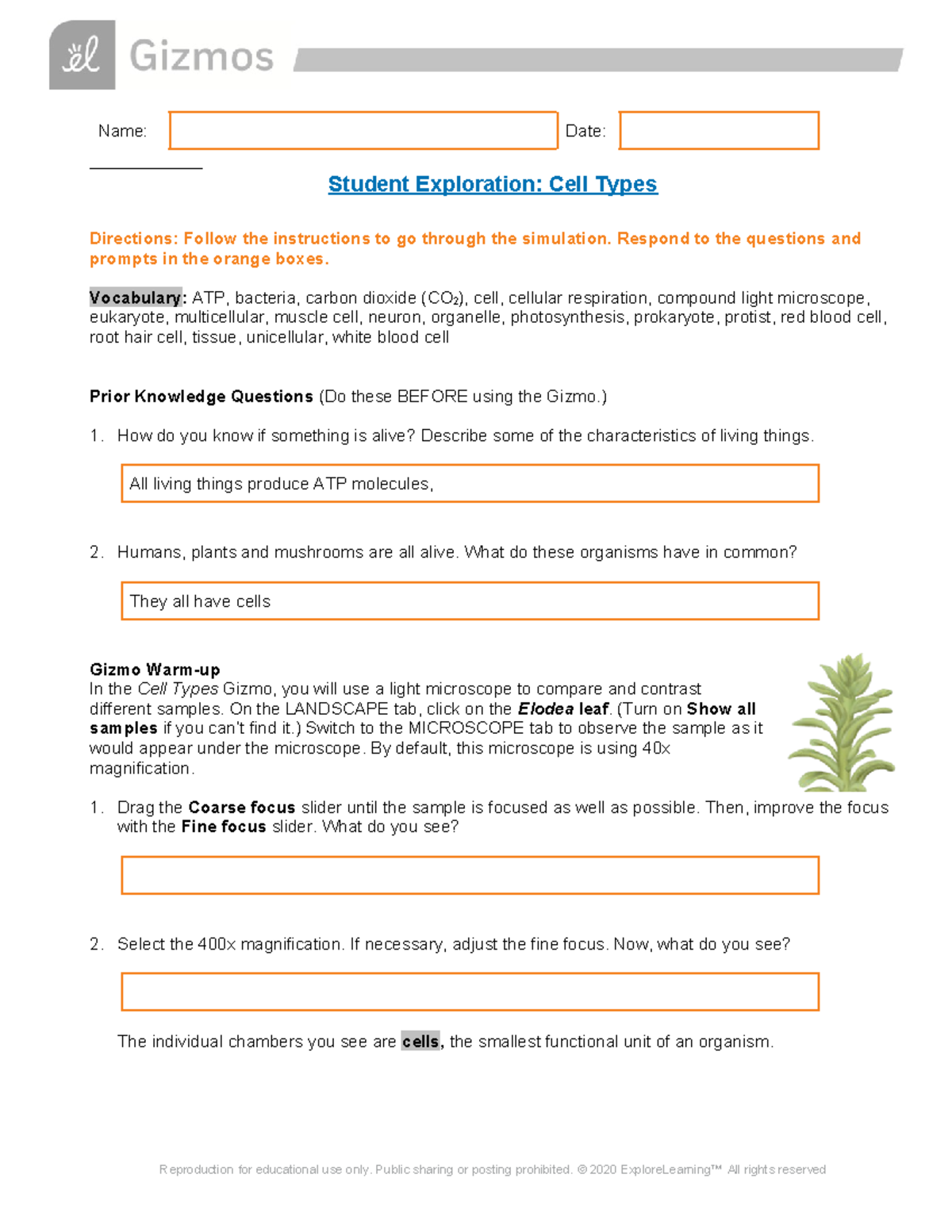 Copy of Copy of Reg Cell Types SE Name Date Student Exploration