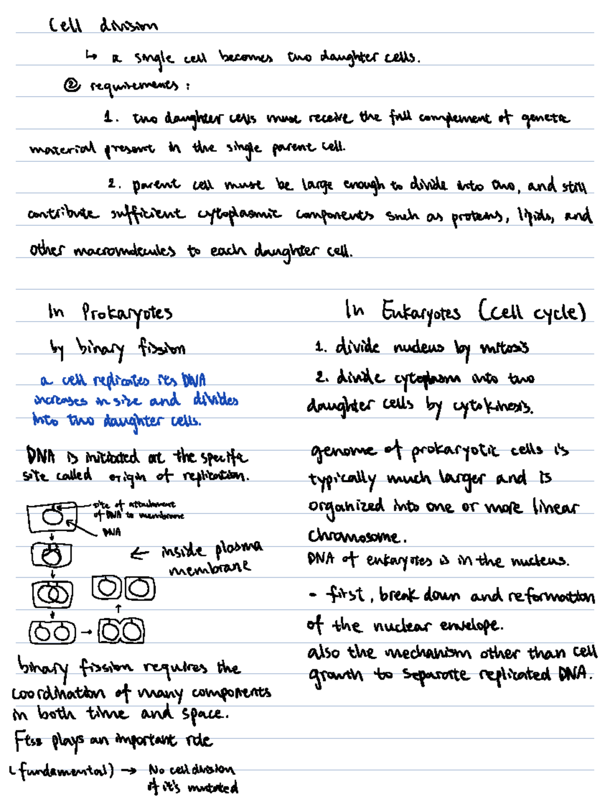 Week 8-2 Cell division - Lecture notes 8 - Cell division a singlecell ...