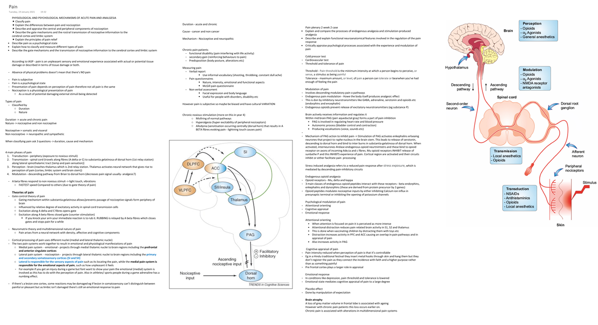 Pain - Pain pathways and mechanisms Includes theories of pain ...