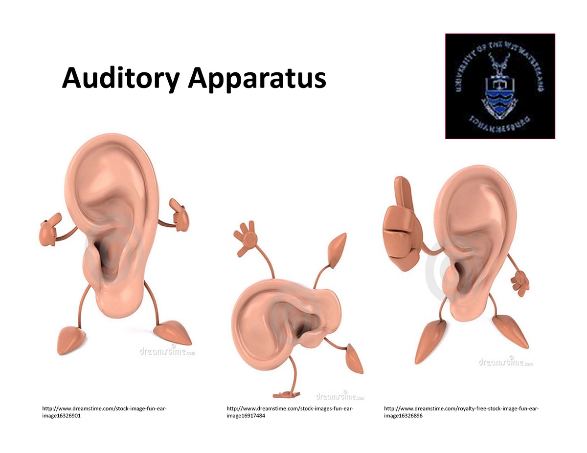 8 Auditory Apparatus Aantomy Lecture Slids On Head An Neck Region