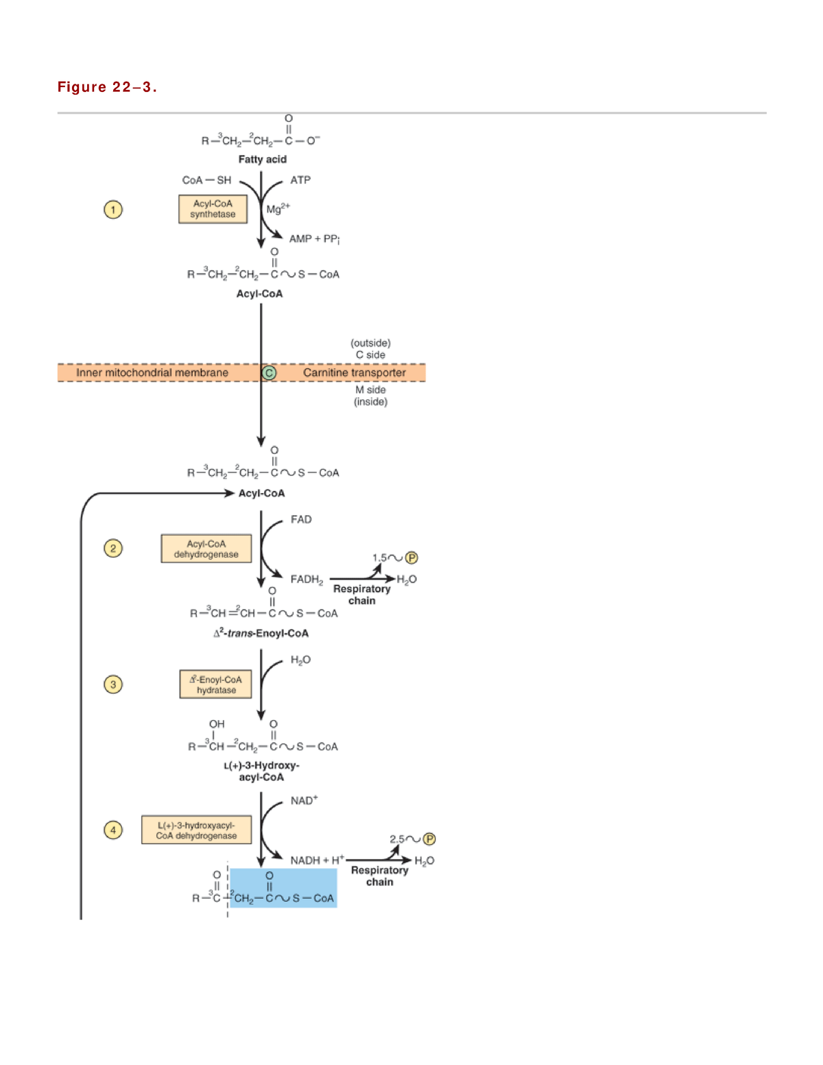 free download harpers illustrated biochemistry 28th edition