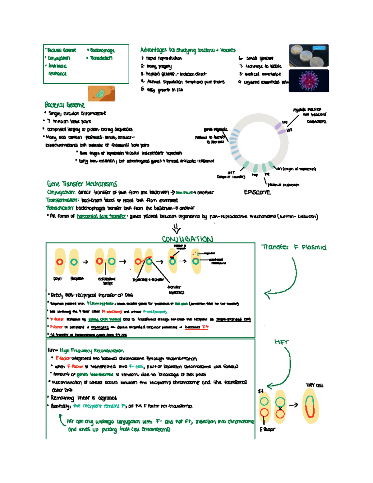 CHP 9- BACTERIAL AND VIRAL GENETIC SYSTEMS - BacterialGenome 0 ...