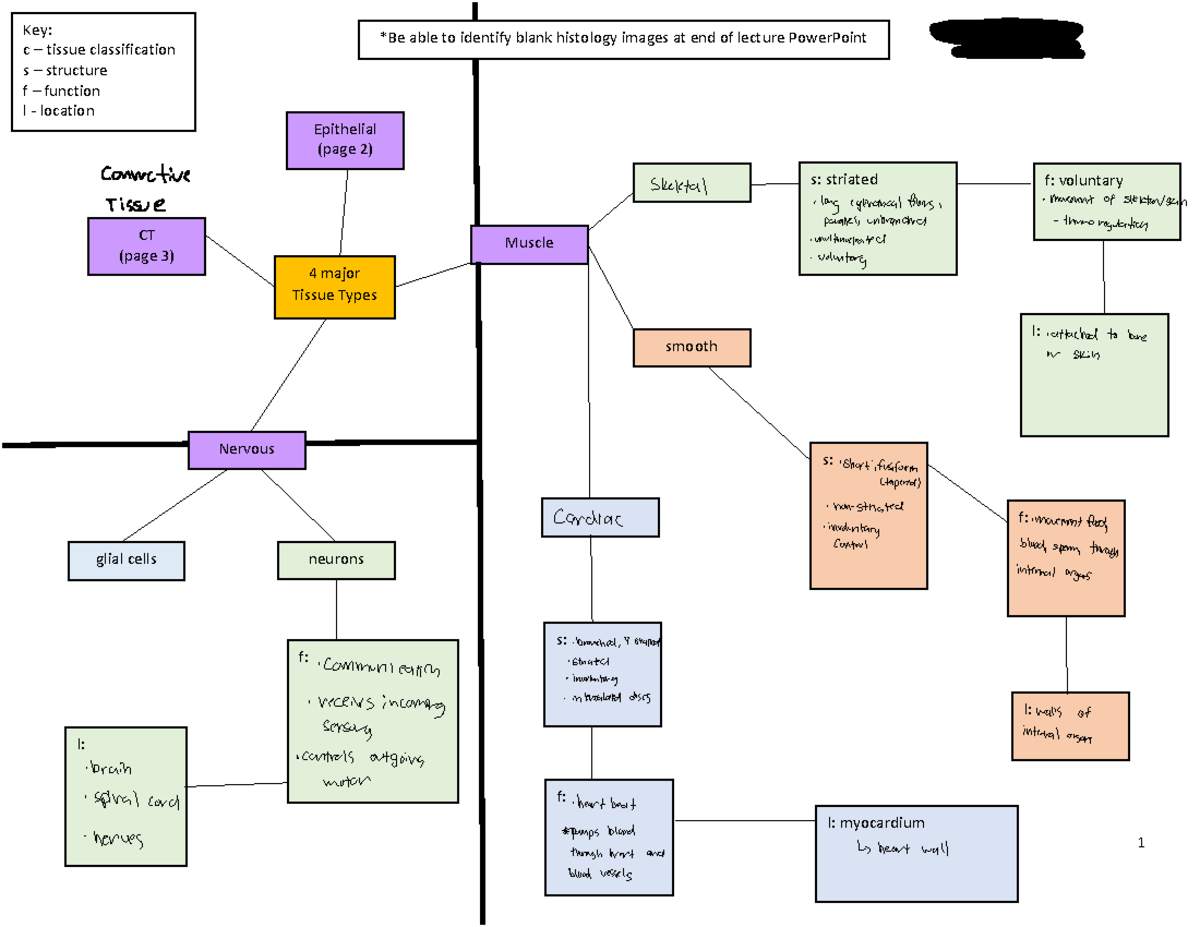 Connective Tissue Concept Map