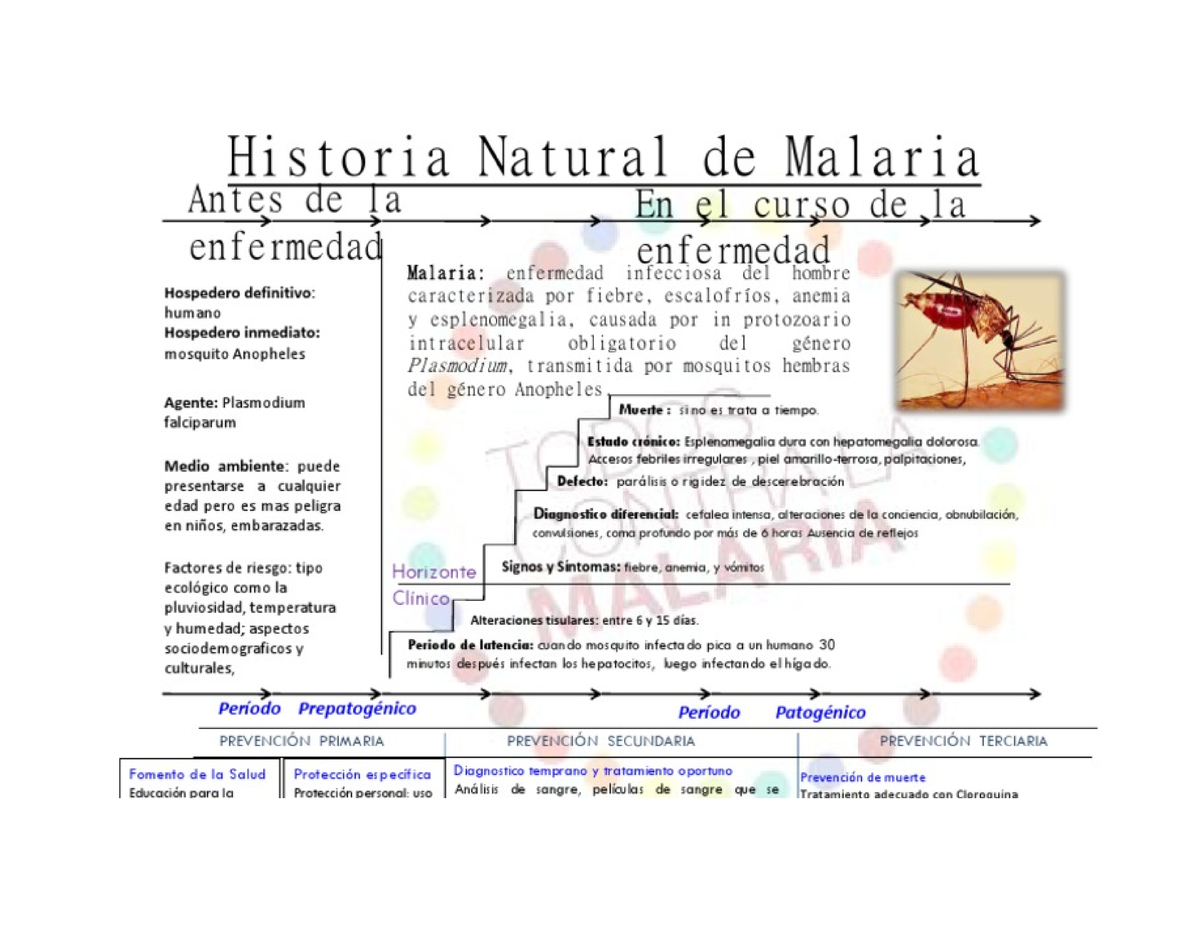 Historia Natural De La Malaria Sexiz Pix