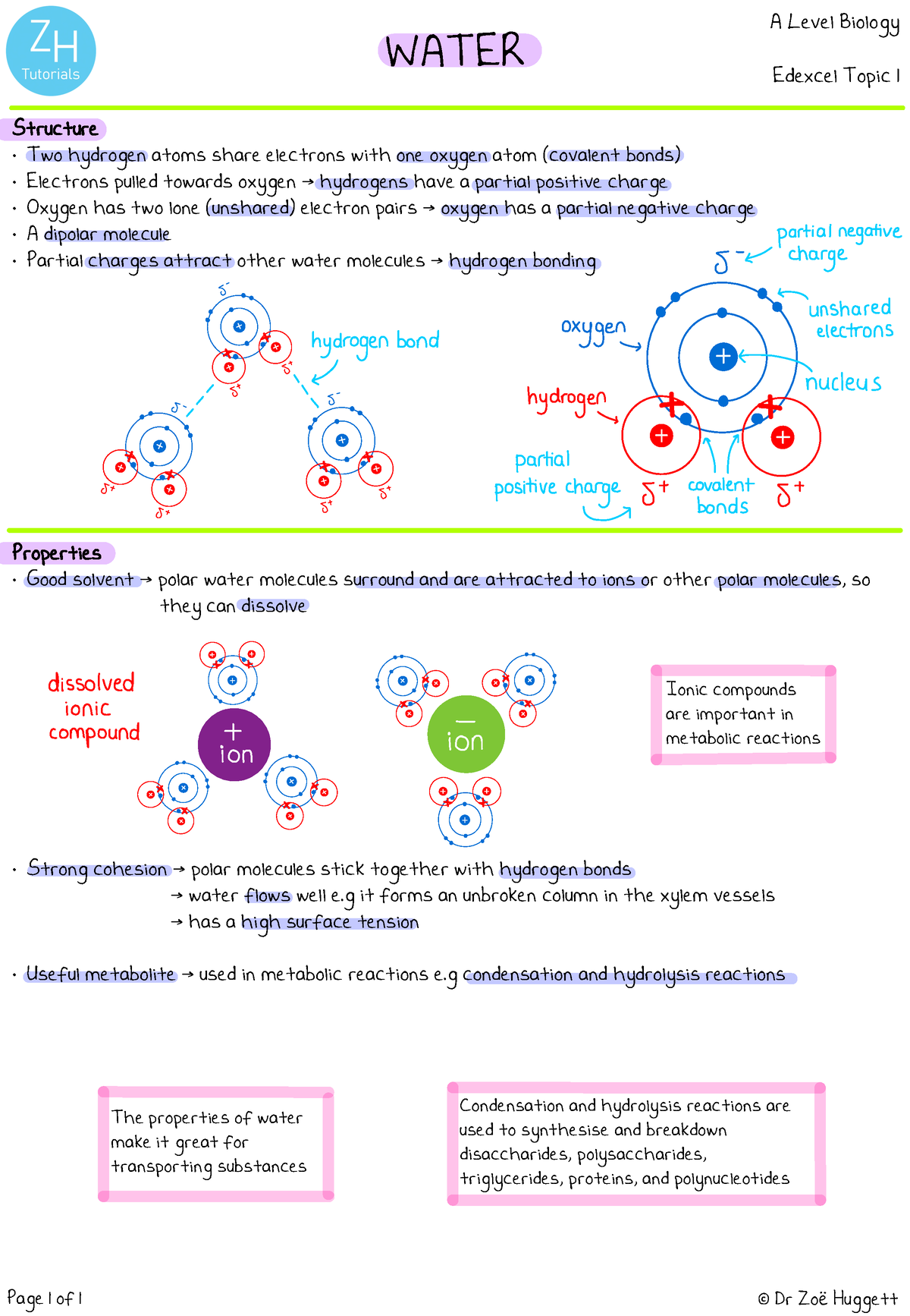 Edexcel A Molecules In Biology V3 Water Edexcel Topic 1 Structure Two Hydrogen Atoms Share