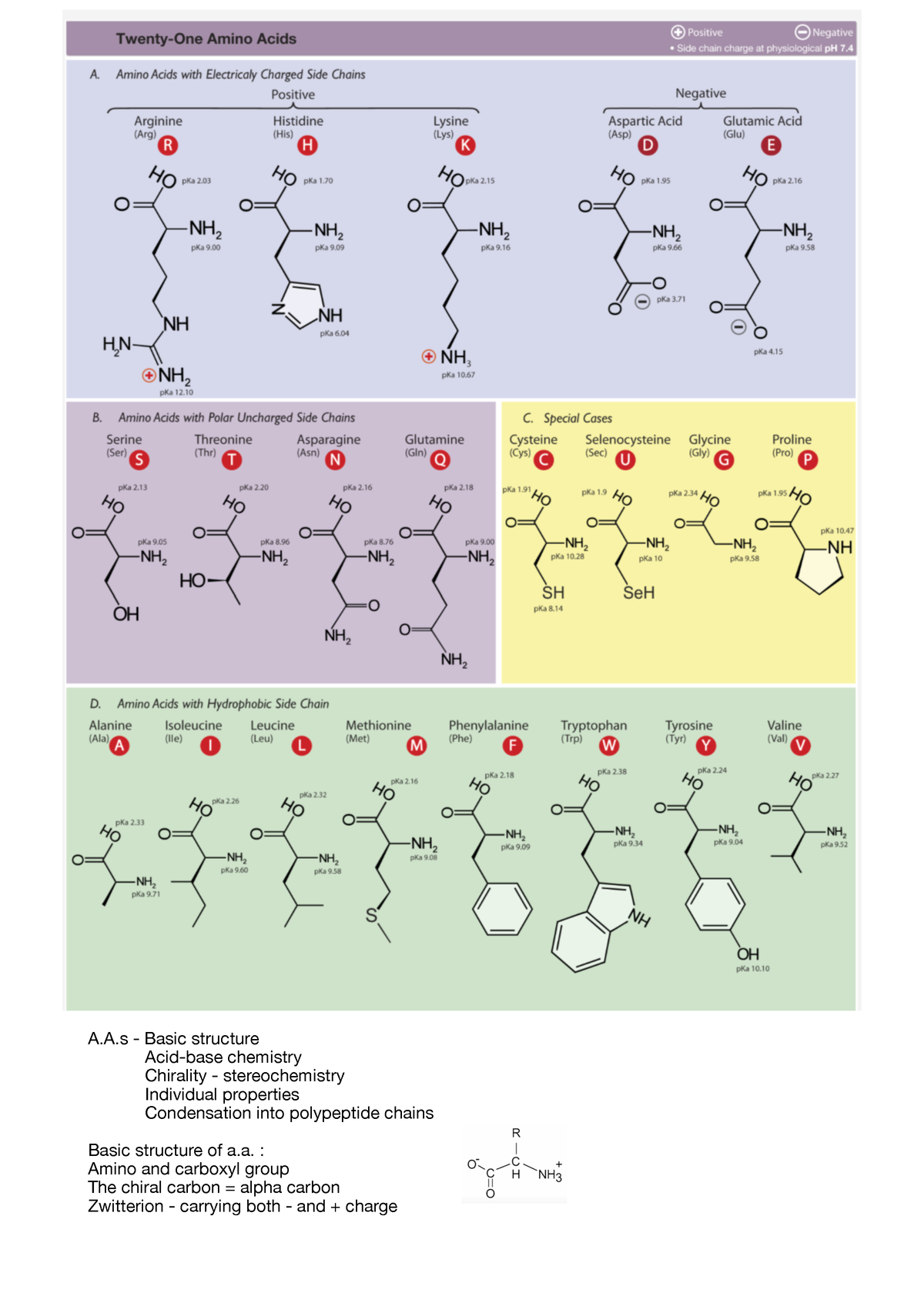 Biochemistry aminoacids - A.A - Basic structure Acid-base chemistry ...