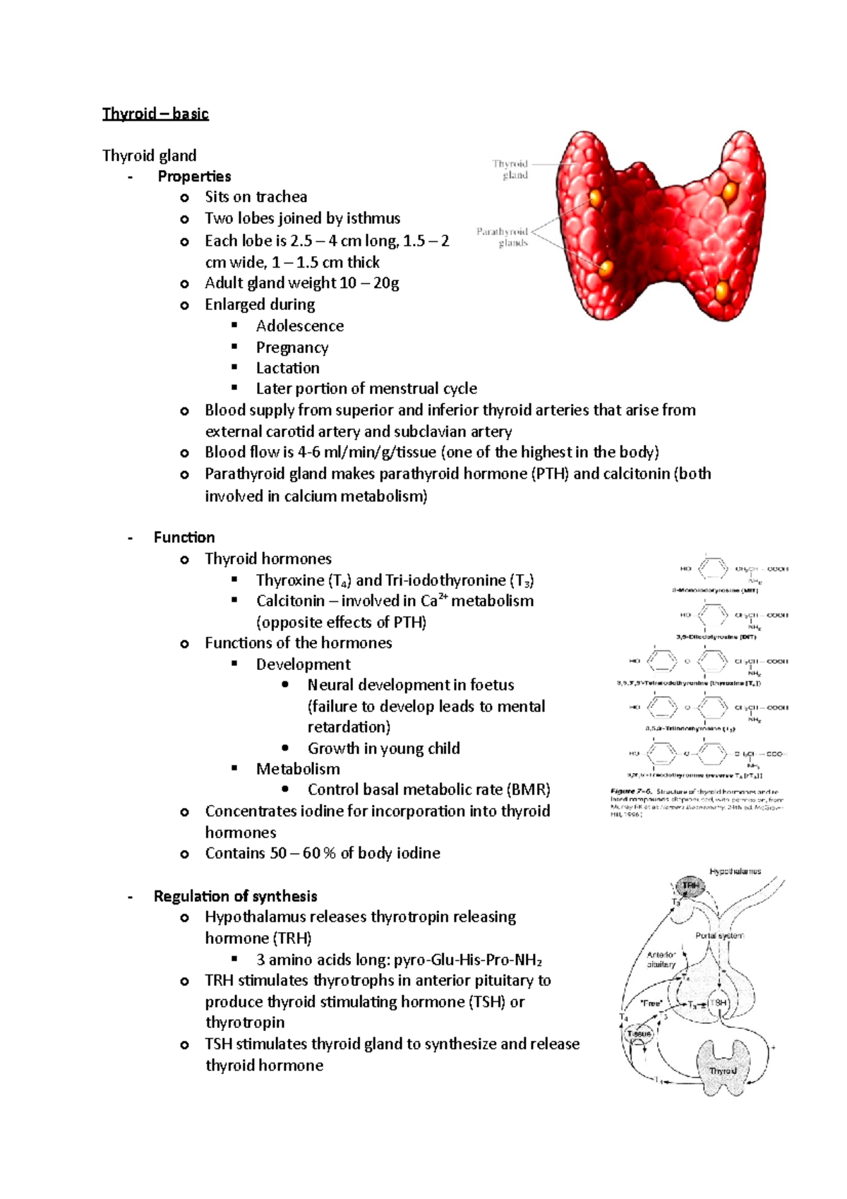 Human Development W1 Thyroid – basic - Thyroid – basic Thyroid gland ...