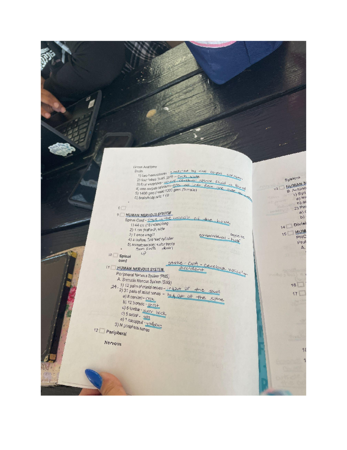 Untitled document - The Human Nervous system - 390 PSY - Studocu