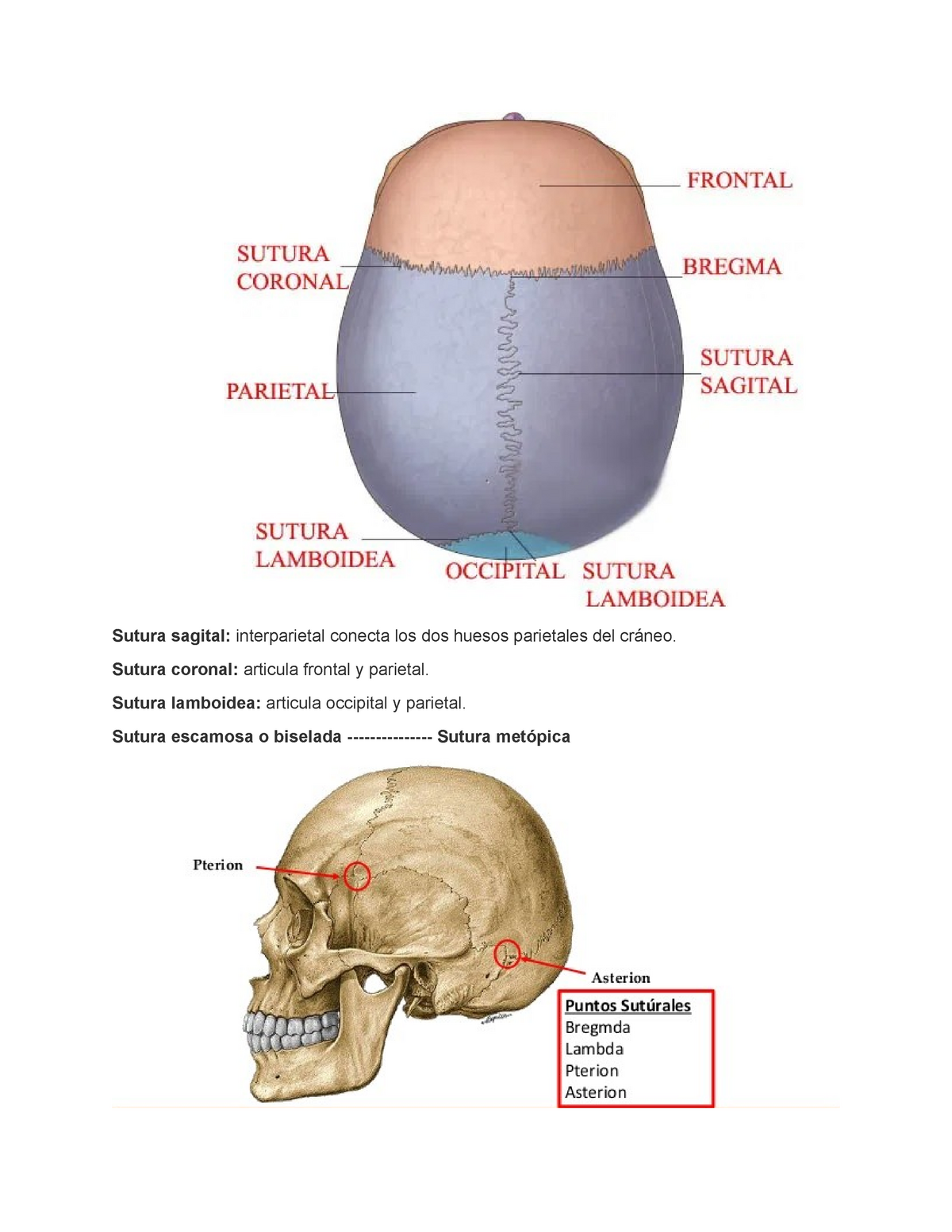 Sutura Sagital Sutura Coronal Articula Frontal Y Parietal Sutura