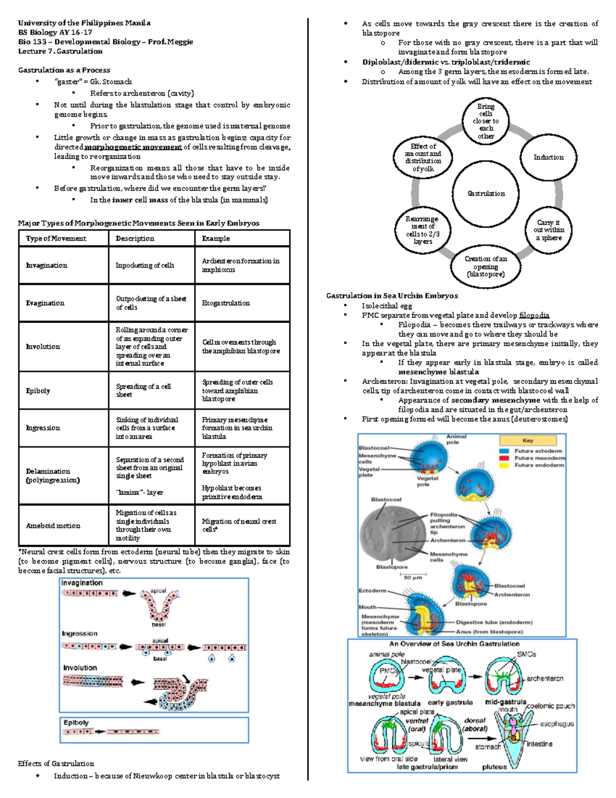 3.7 Gastrulation - Lecture notes - University of the Philippines Manila ...