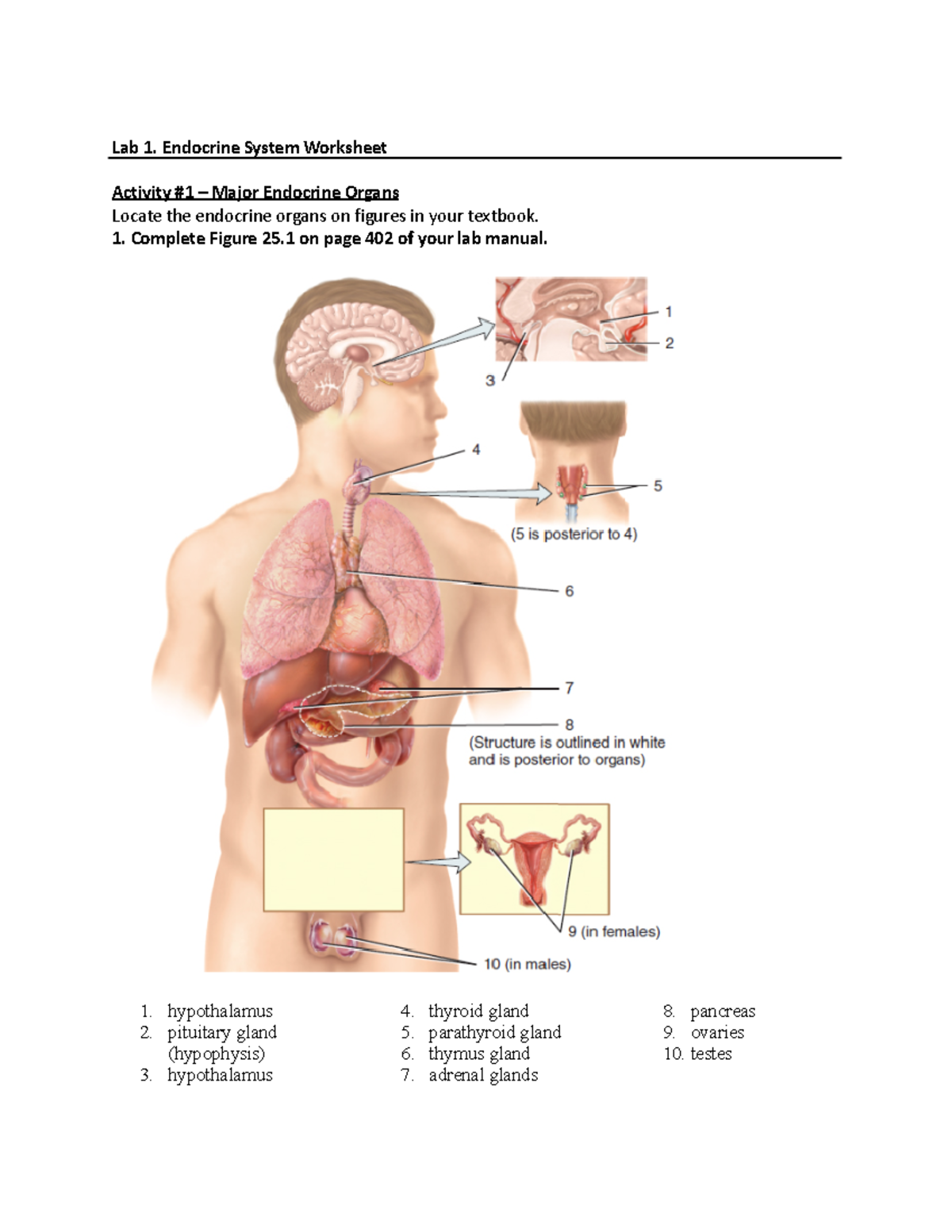1 endocrine system worksheet Bio242ol - Bio 241 - Studocu