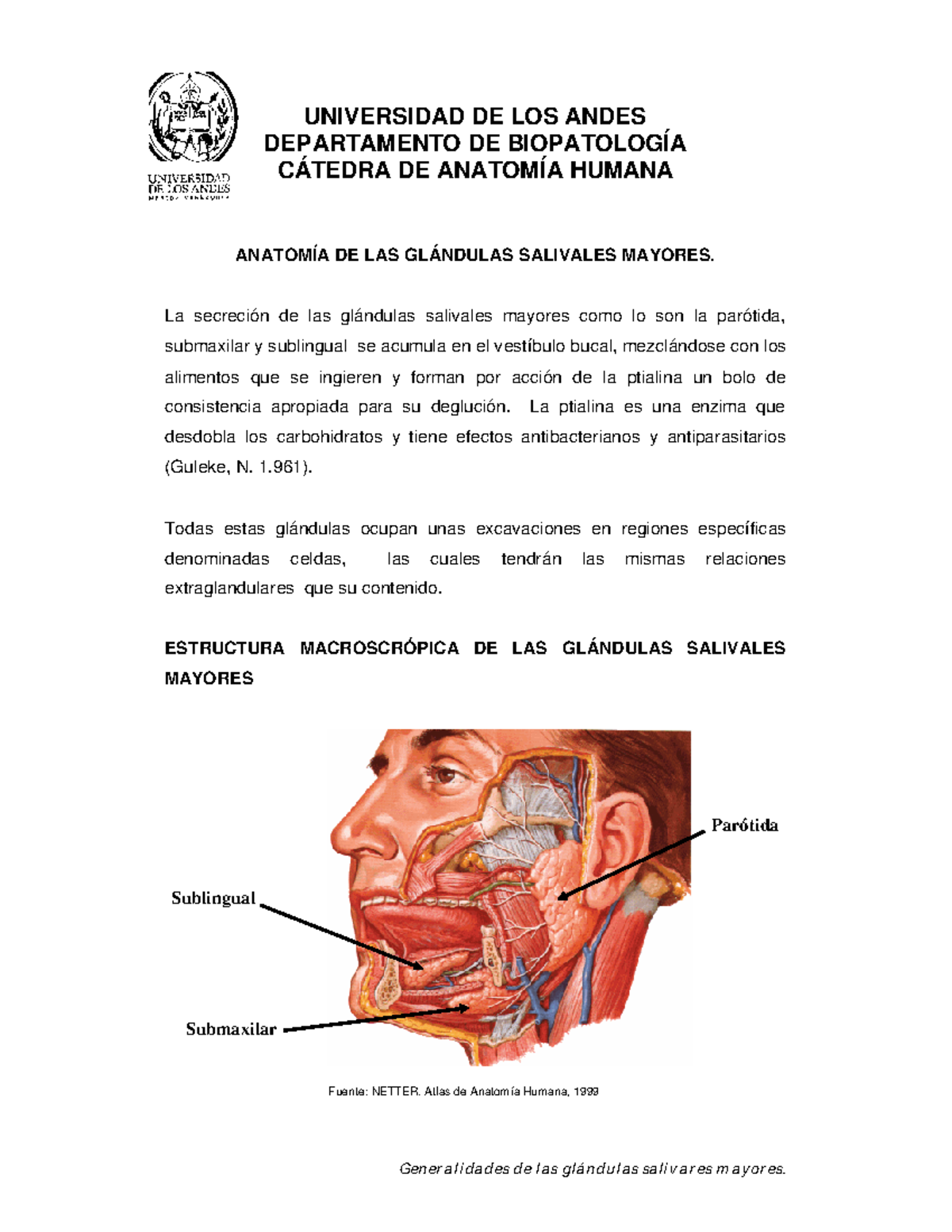 relaciones de las glándulas sublinguales