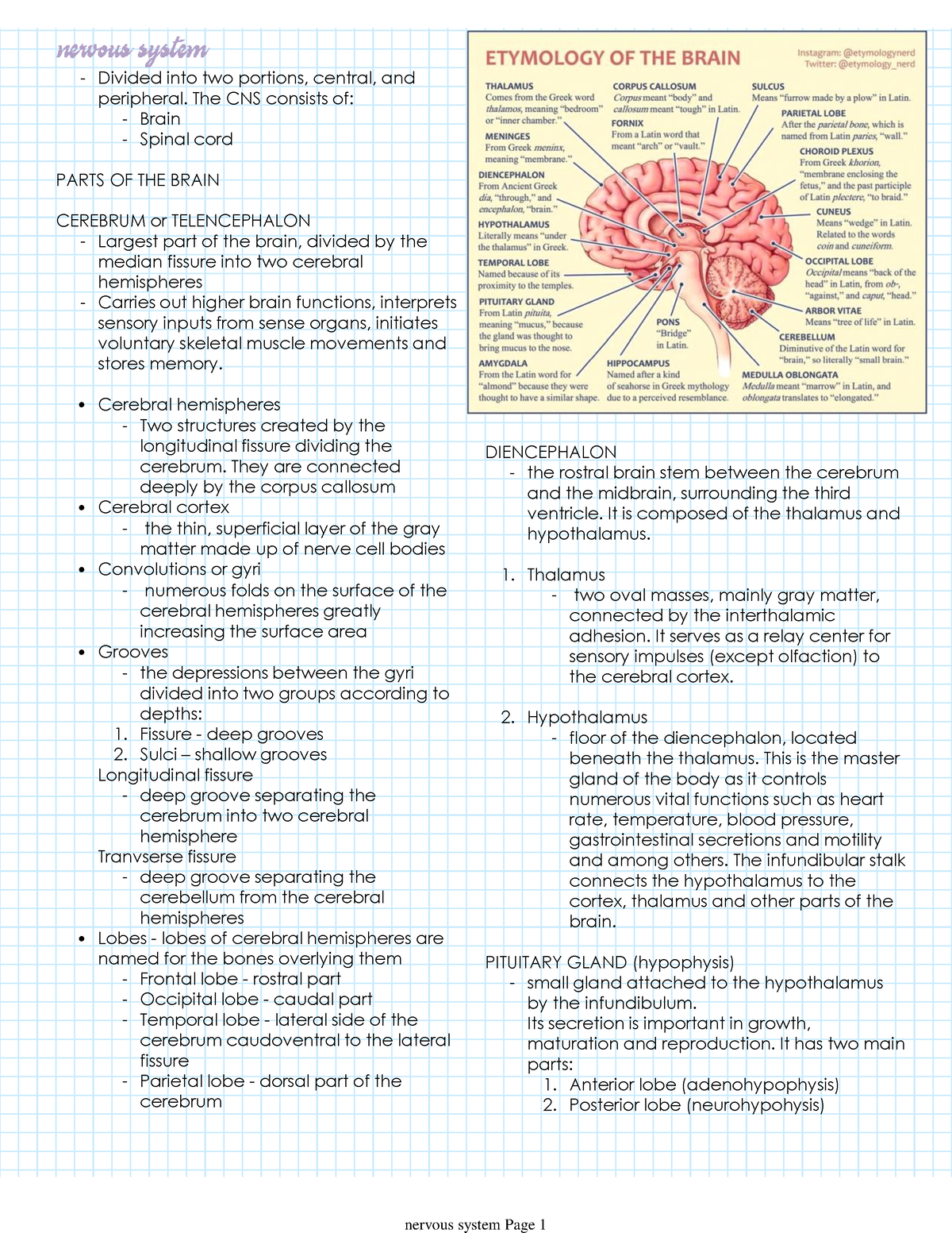 Nervous system - Summary of Comparative Anatomy of Horse, Pig, Cattle ...