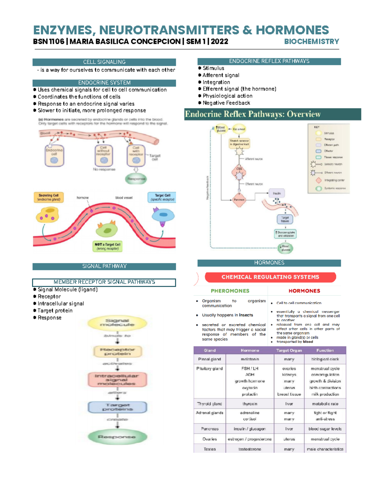 Enzymes, Neurotransmitters, and Hormones BSN 1106 MARIA BASILICA CONCEPCION SEM 1 2022