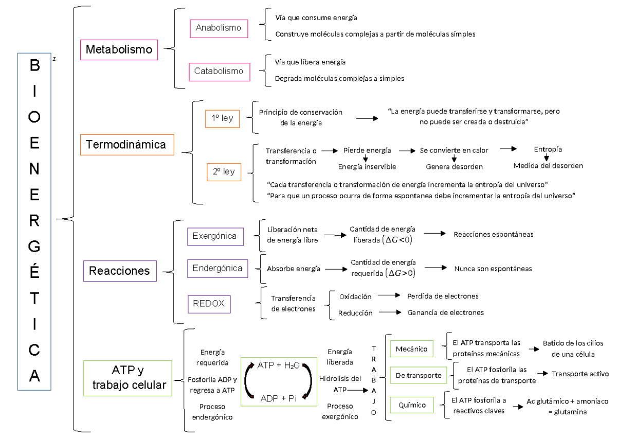 Bioenergetica - Resumen Procesos Biologicos odonto - z B I O E N E R G ...
