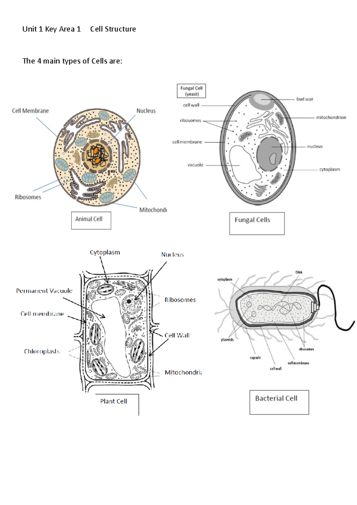 Key Area 1 Cell structure - Unit 1 Key Area 1 Cell Structure The 4 main ...
