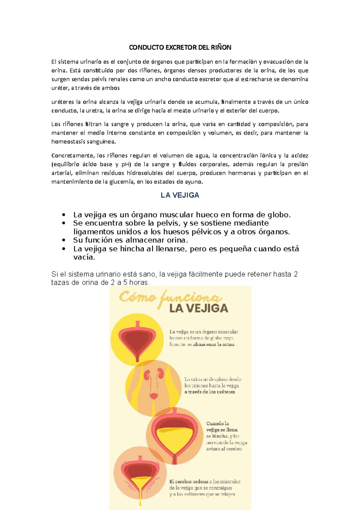 Conducto Excretor DEL Riñon - CONDUCTO EXCRETOR DEL RIÑON El sistema ...