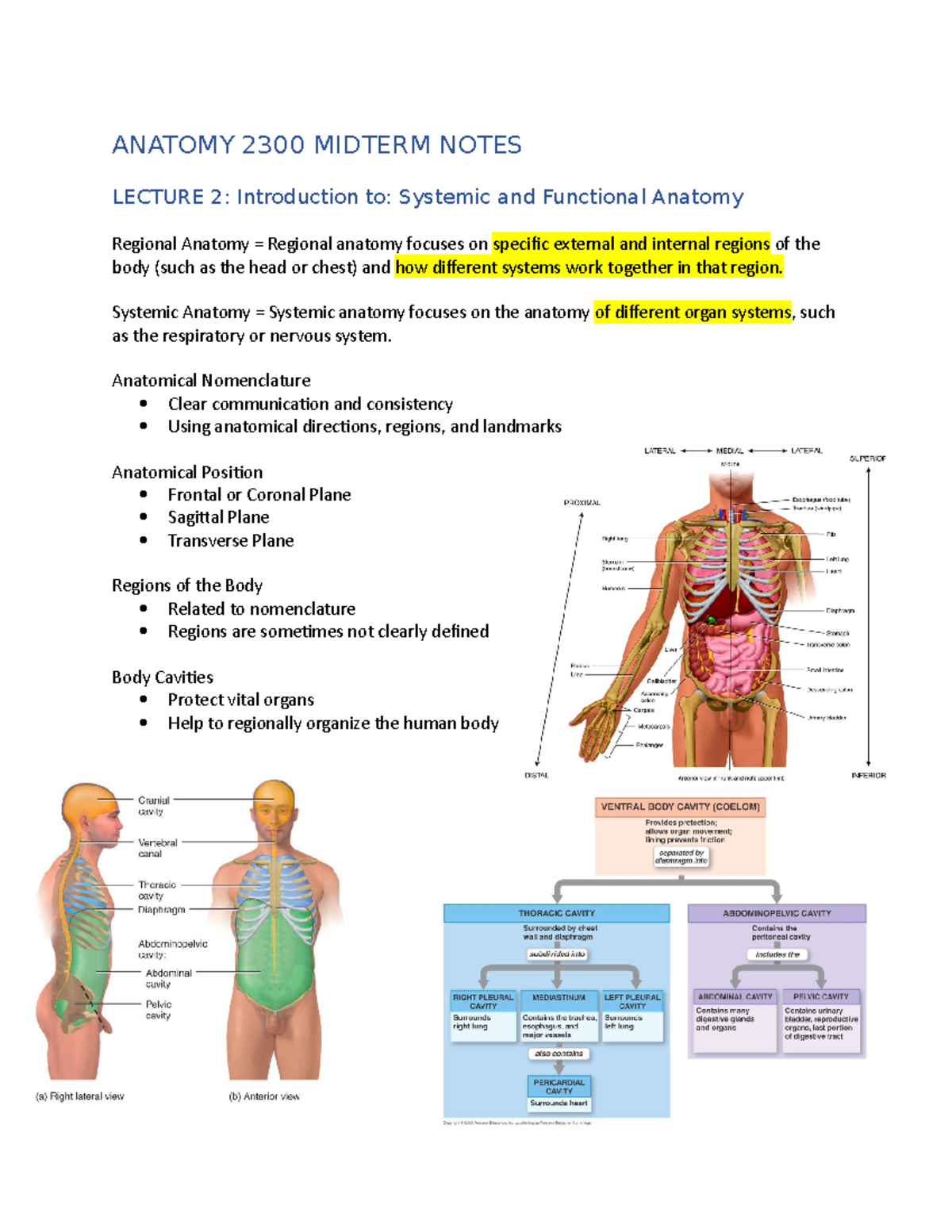 Midterm 1 Notes - ANATOMY 2300 MIDTERM NOTES LECTURE 2: Introduction to ...