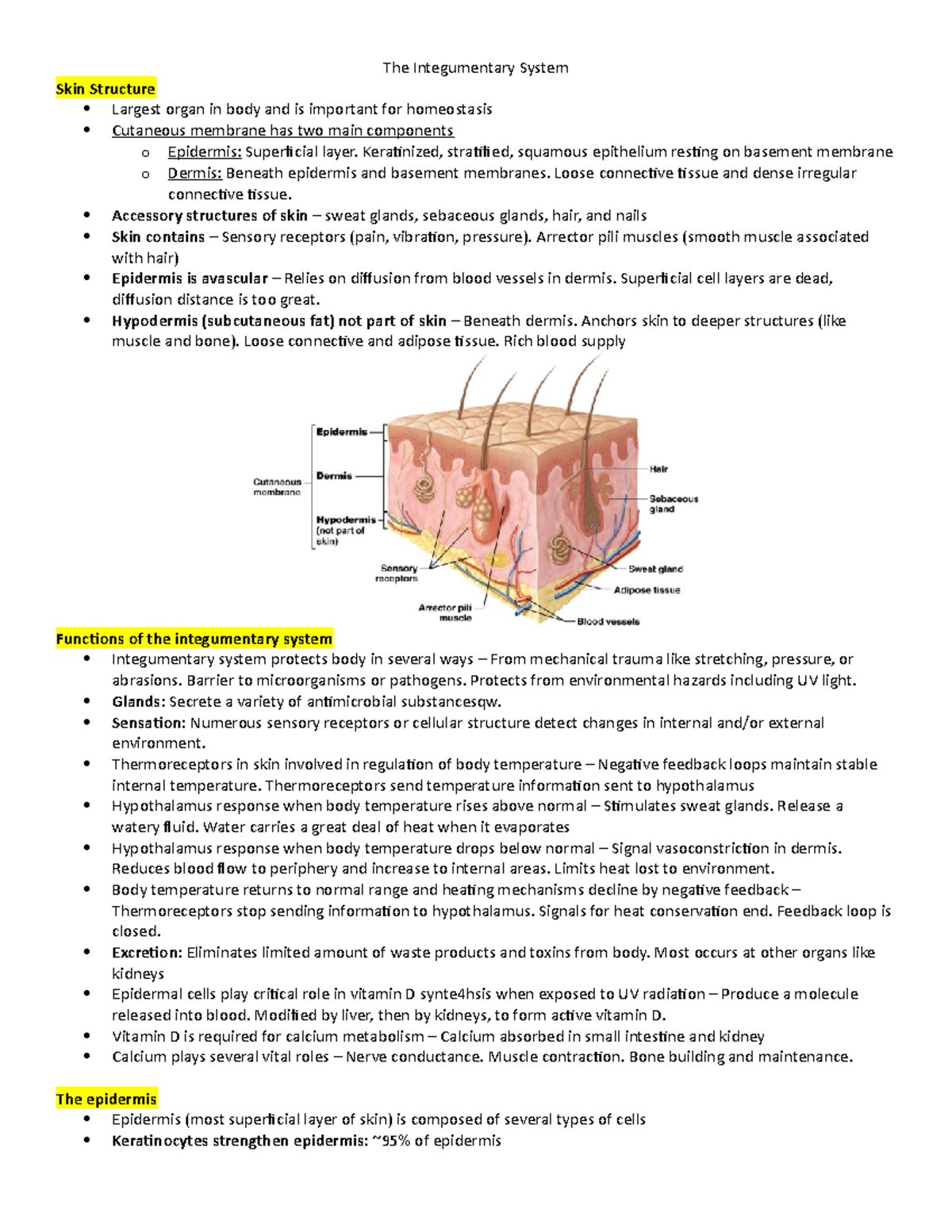 The Integumentary System - Keratinized, stratified, squamous epithelium ...