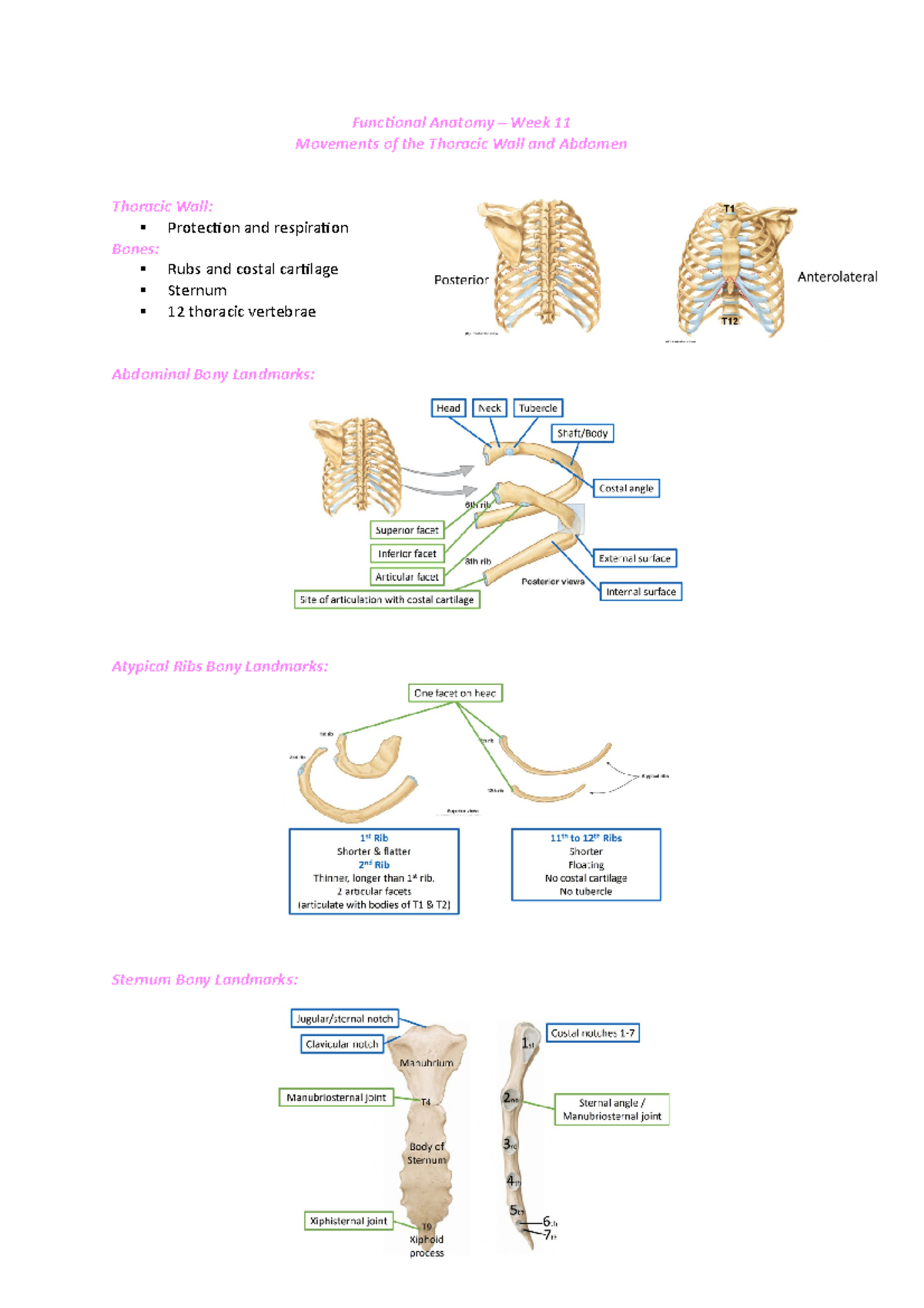 FA Week 11 Abdomen And Thorax - Functional Anatomy – Week 11 Movements ...