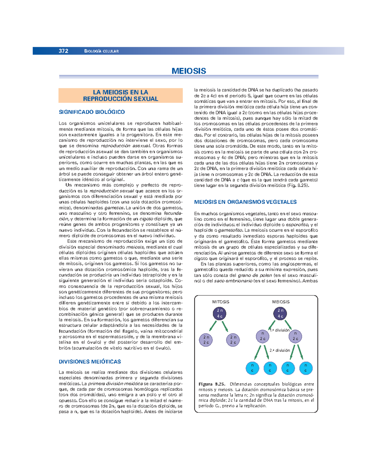 Biologi a celular 3a. ed. Paniagua - 372 BIOLOGÍA CELULAR 2 n 4 c 2 n 2 ...