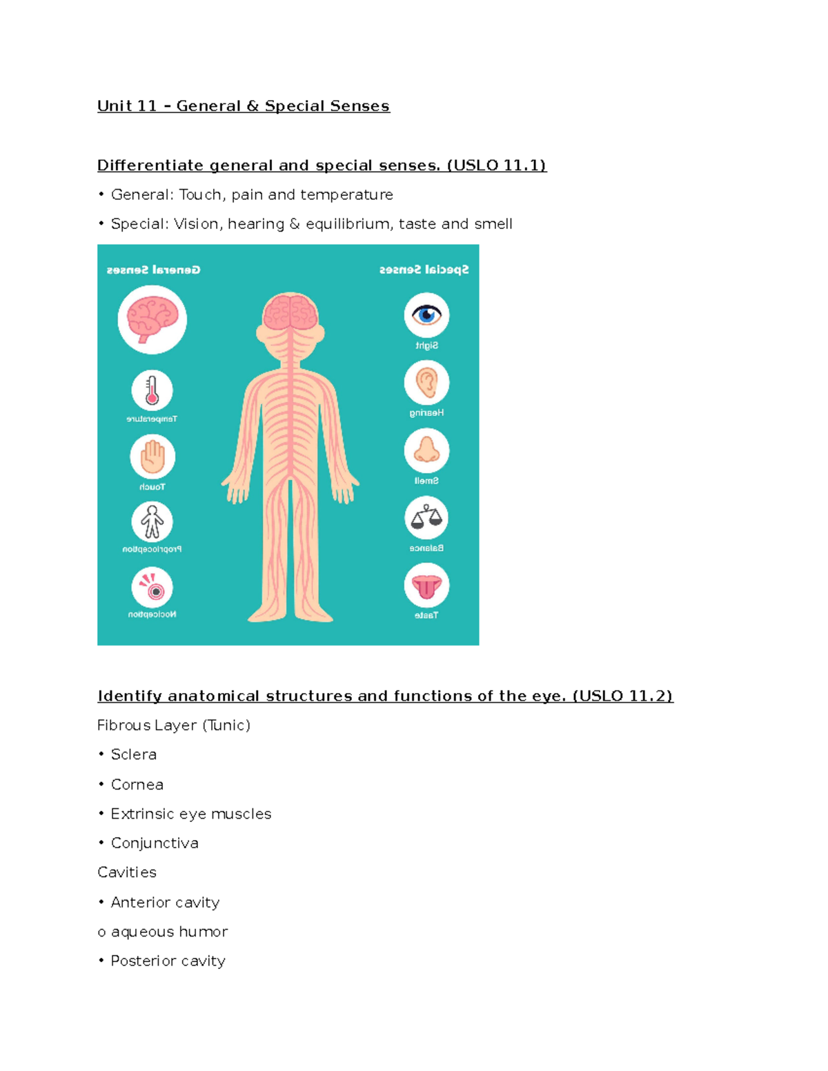Unit 11 Review Unit 11 General & Special Senses Differentiate general and special senses