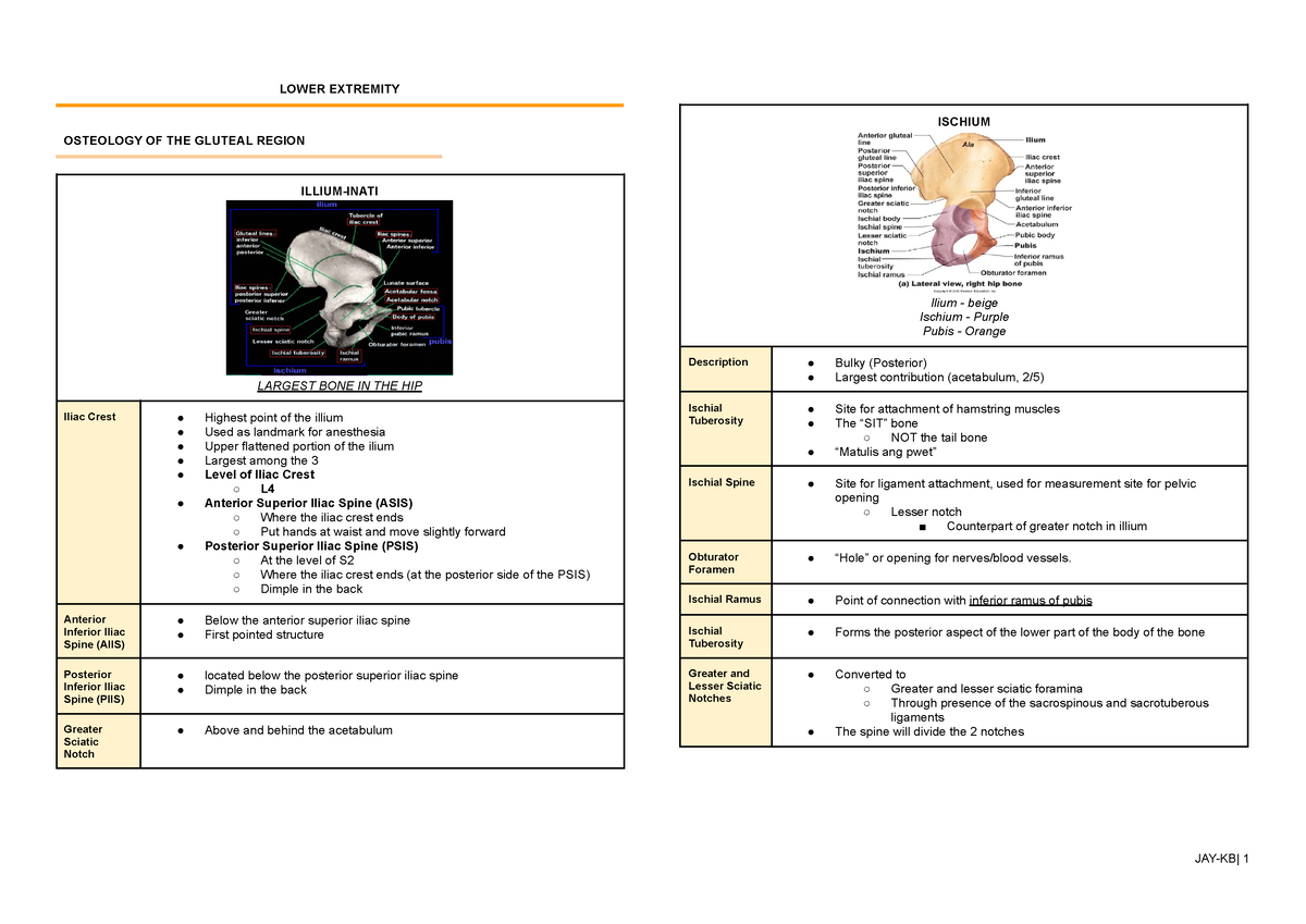 Anatomy Lecture Rd Shifting Glute Hip Le Lower Extremity