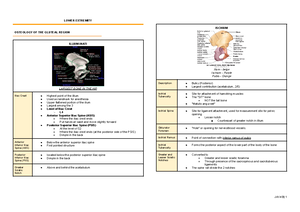 01 analec-3rdshifting-theback - THE BACK VERTEBRAL COLUMN Description ...